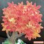 Autumn Pop Up Card จาก Hallmark Japan การ์ดเปล่าแบบน้องแมวญี่ปุ่นกับต้นบอนไซใบสีส้ม มีกากเพชร กางตั้งได้ ด้านล่างเขียนได้ มาพร้อมซอง ขนาด 16.8 x 11.4 ซม.