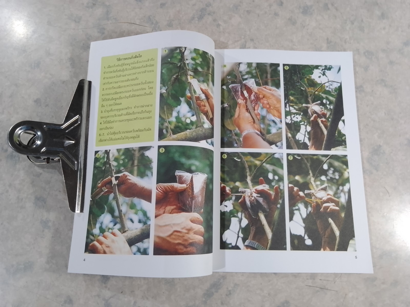 การเพาะปลูก และขยายพันธุ์ ส้มโอ / นฤมล มานิพพาน