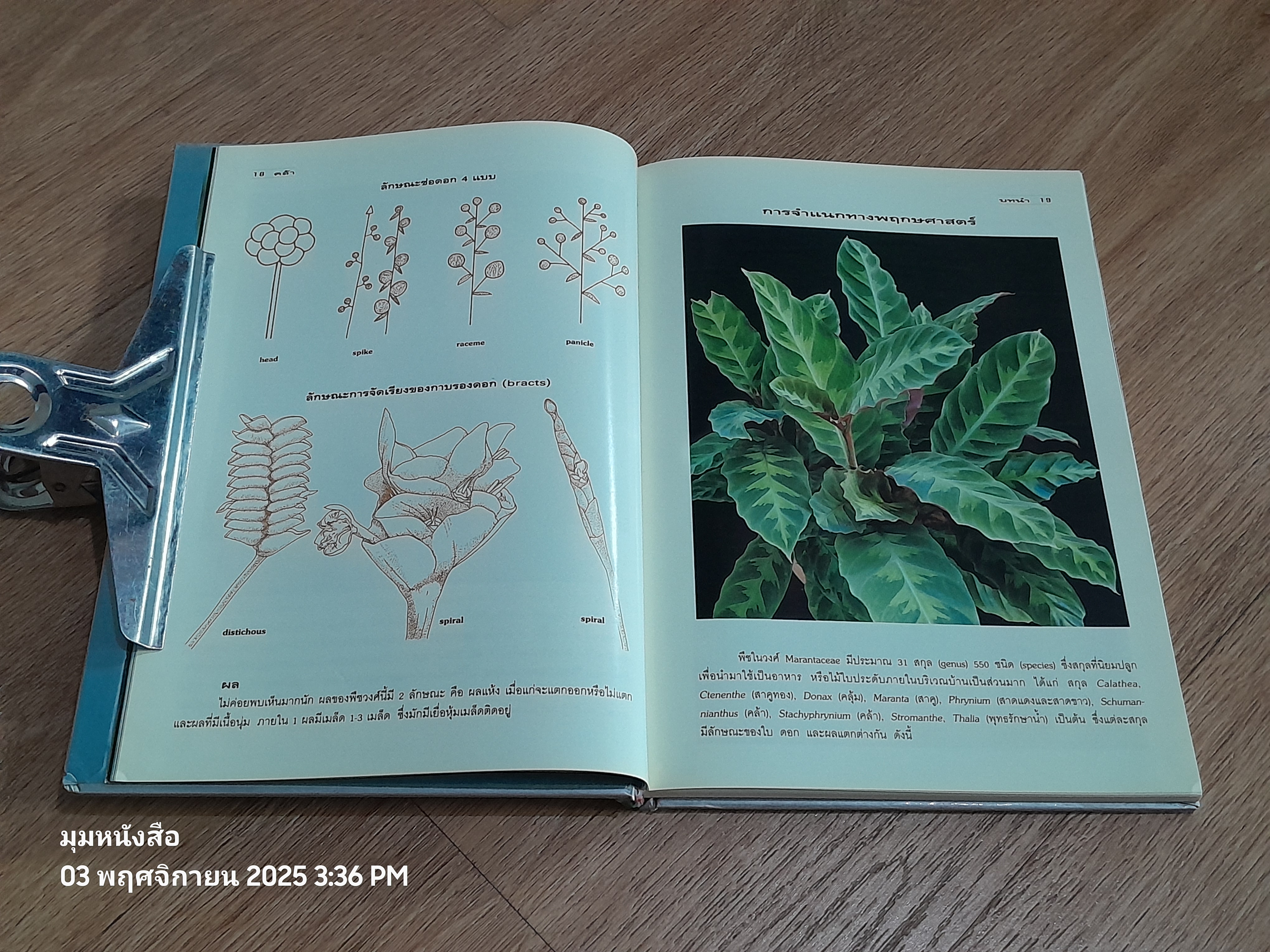 คล้า : ไม้ใบไม้ประดับ