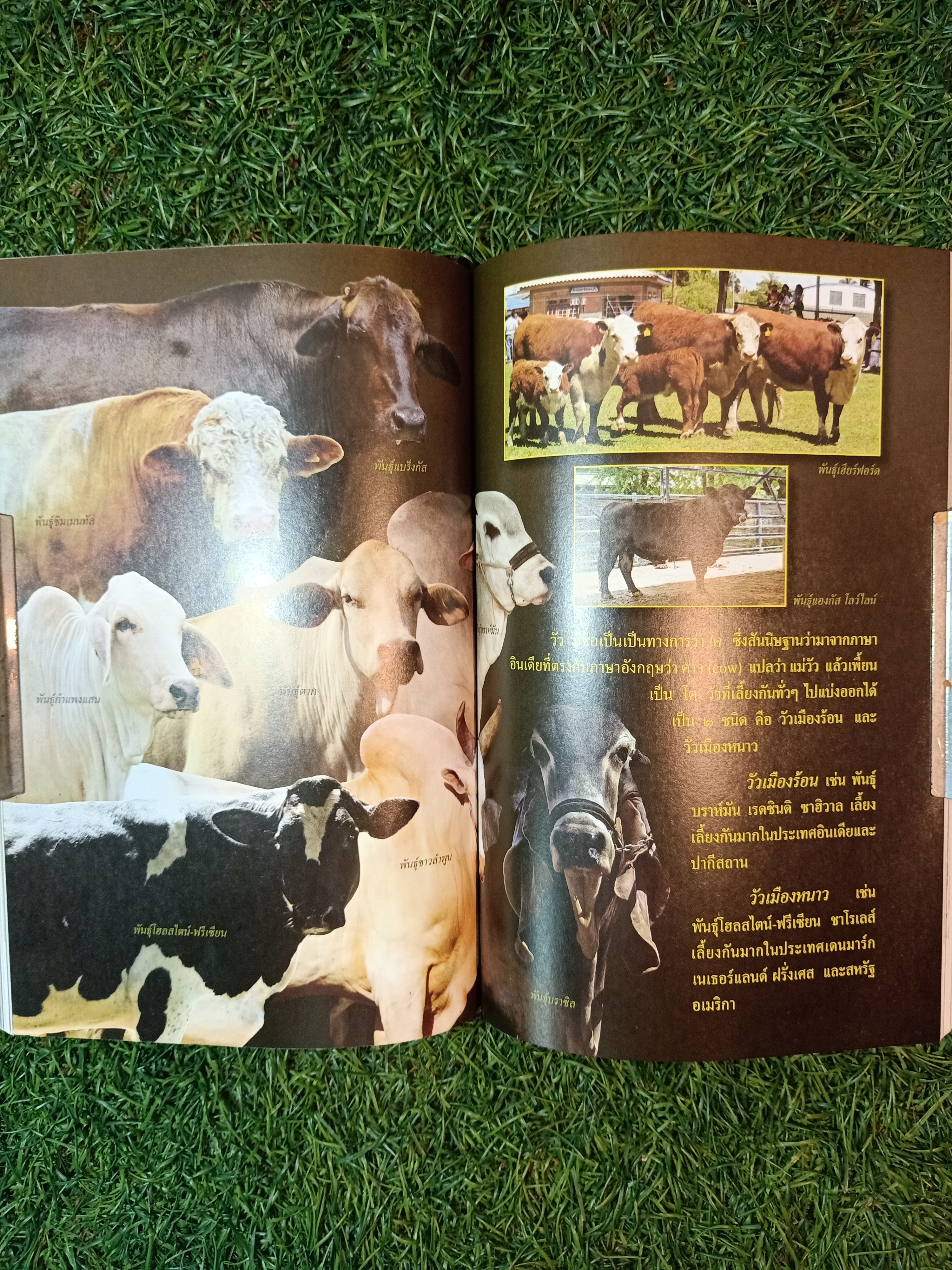 สารานุกรมไทยสำหรับเยาวชน ช้าง ม้า วัวควาย ฉบับเสริมการเรียนรู้ เล่ม ๑๒ / อลงกรณ์ มหรรณพ