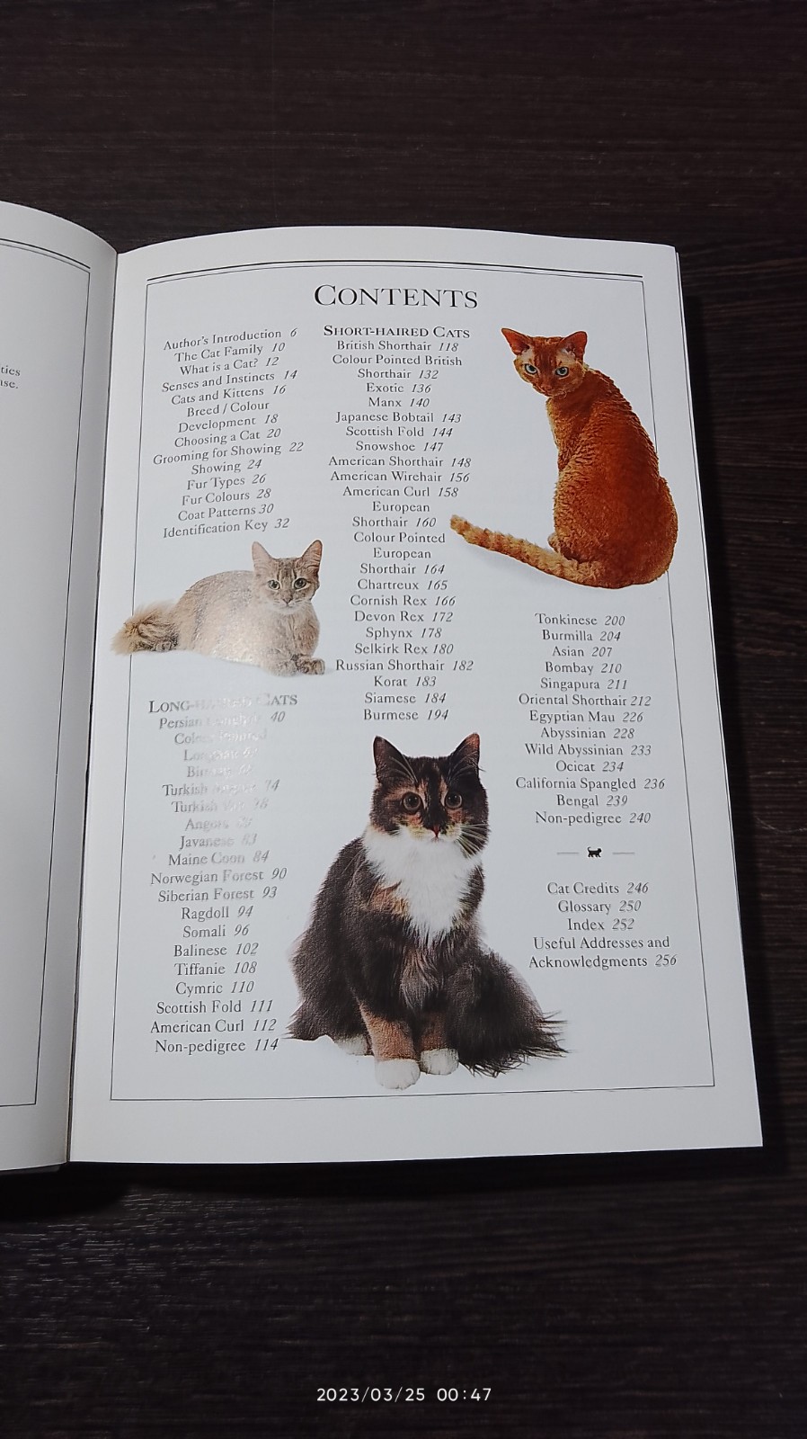 CATS / David Alderton