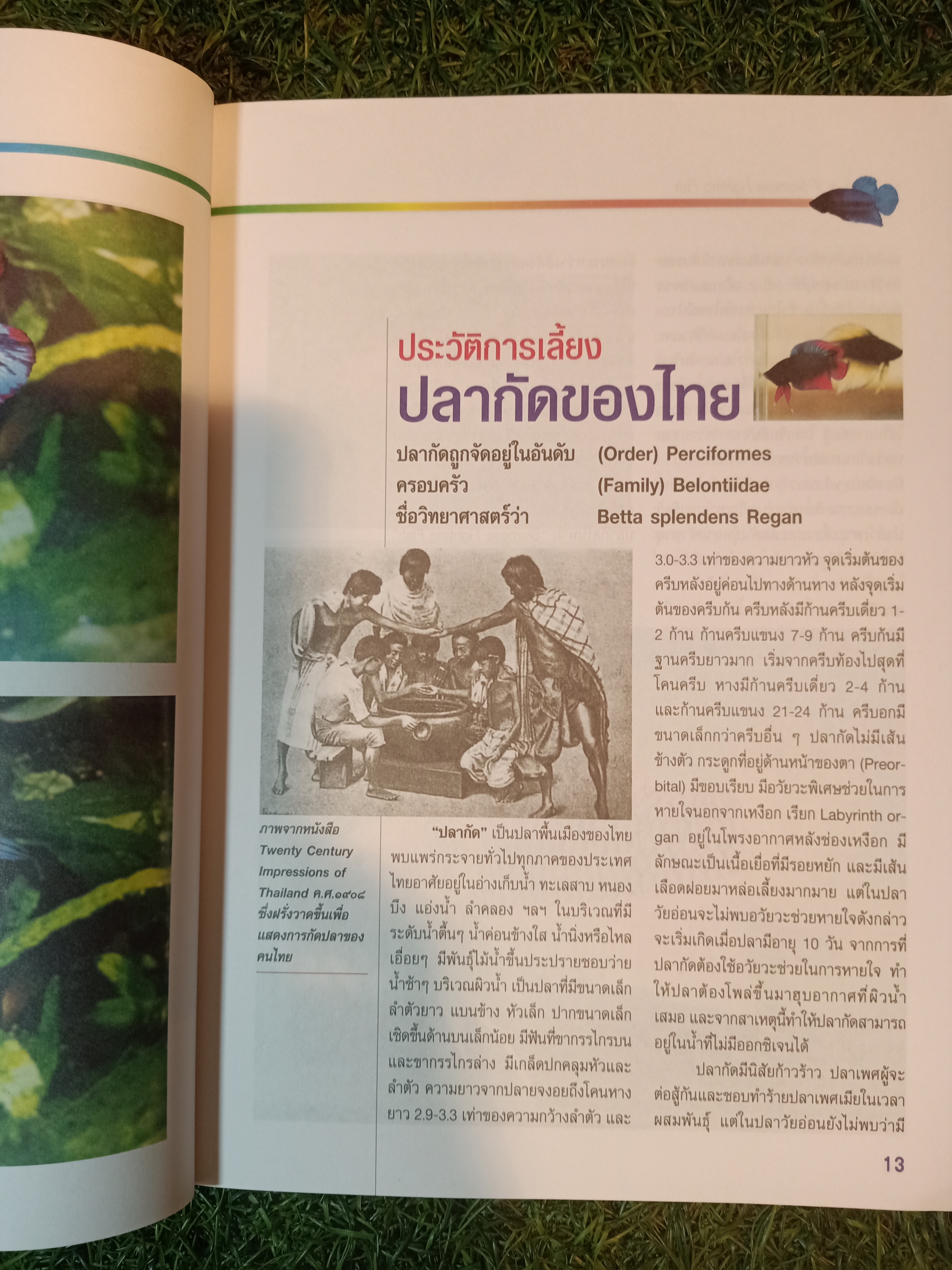 สายพันธุ์และการเพาะเลี้ยง ปลากัด / ธนากร ฤทธิ์ไธสง