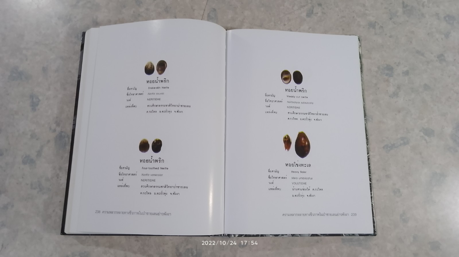 ความหลากหลายทางชีวภาพในป่าชายเลน อ่าวพังงา