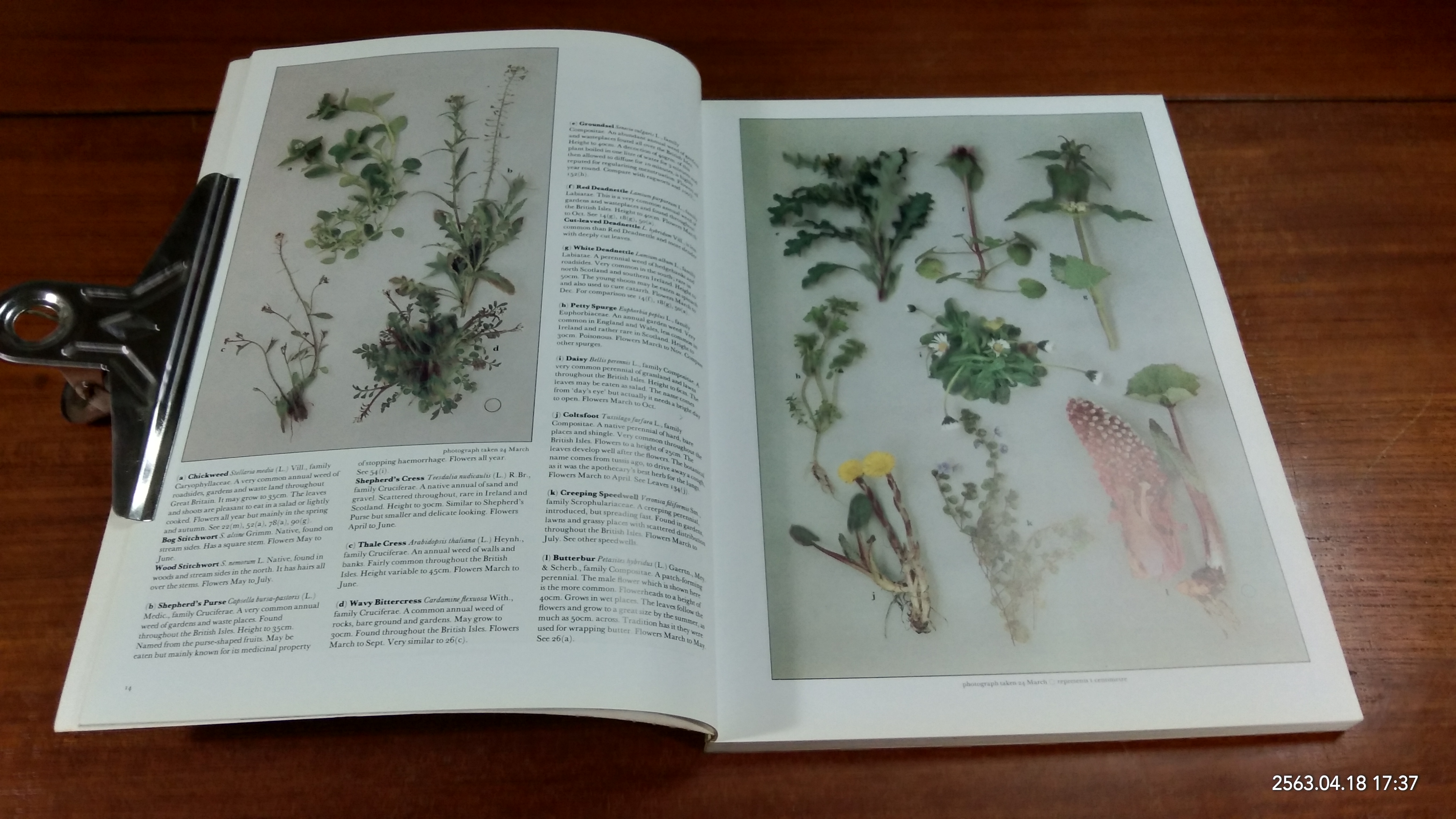 Wild Flowers of Britain Phillips / ROGER PHILLPS