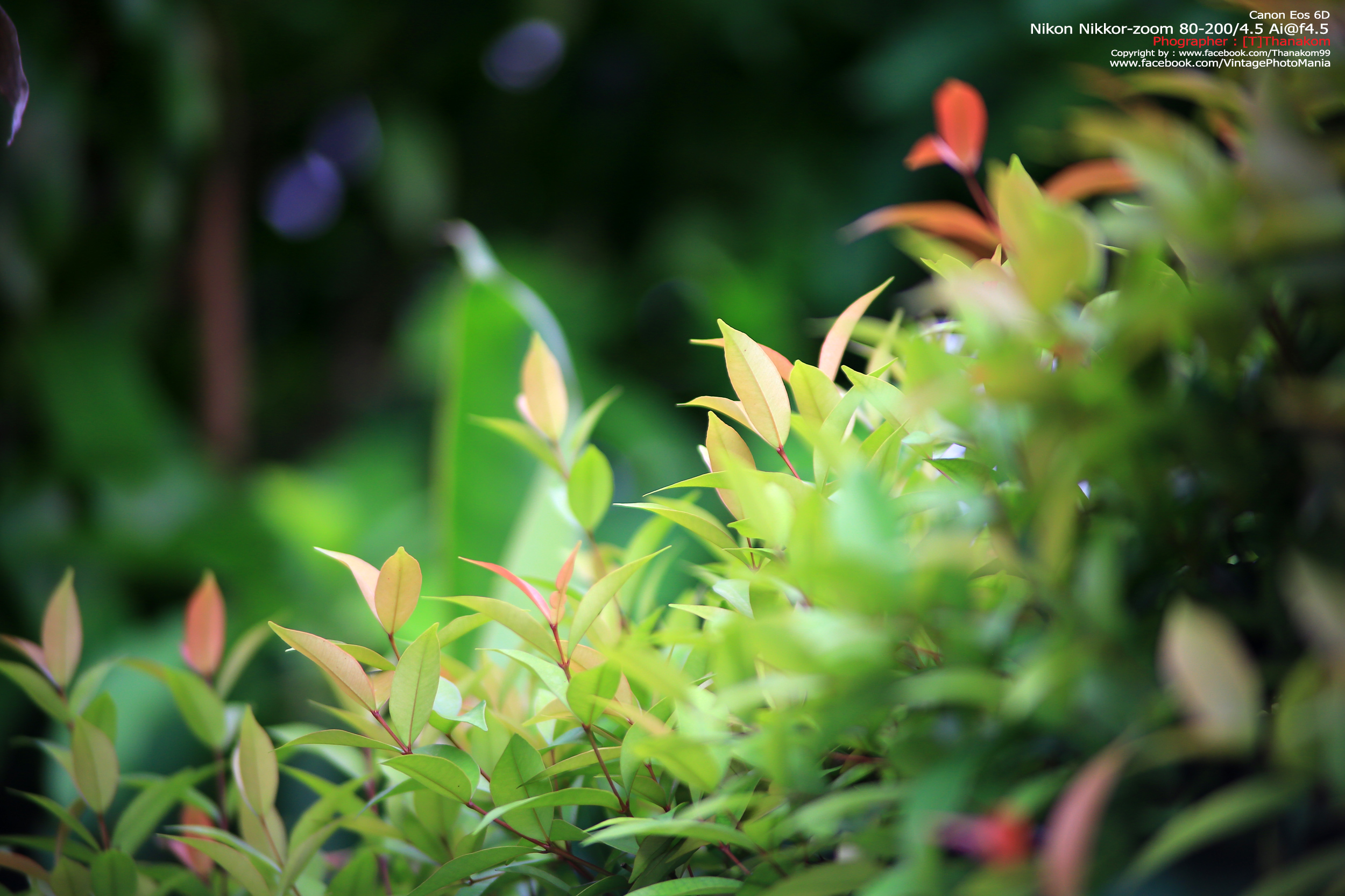 Nikon Zoom-Nikkor.C 80-200/4.5 *Nikon Ai-S Mount