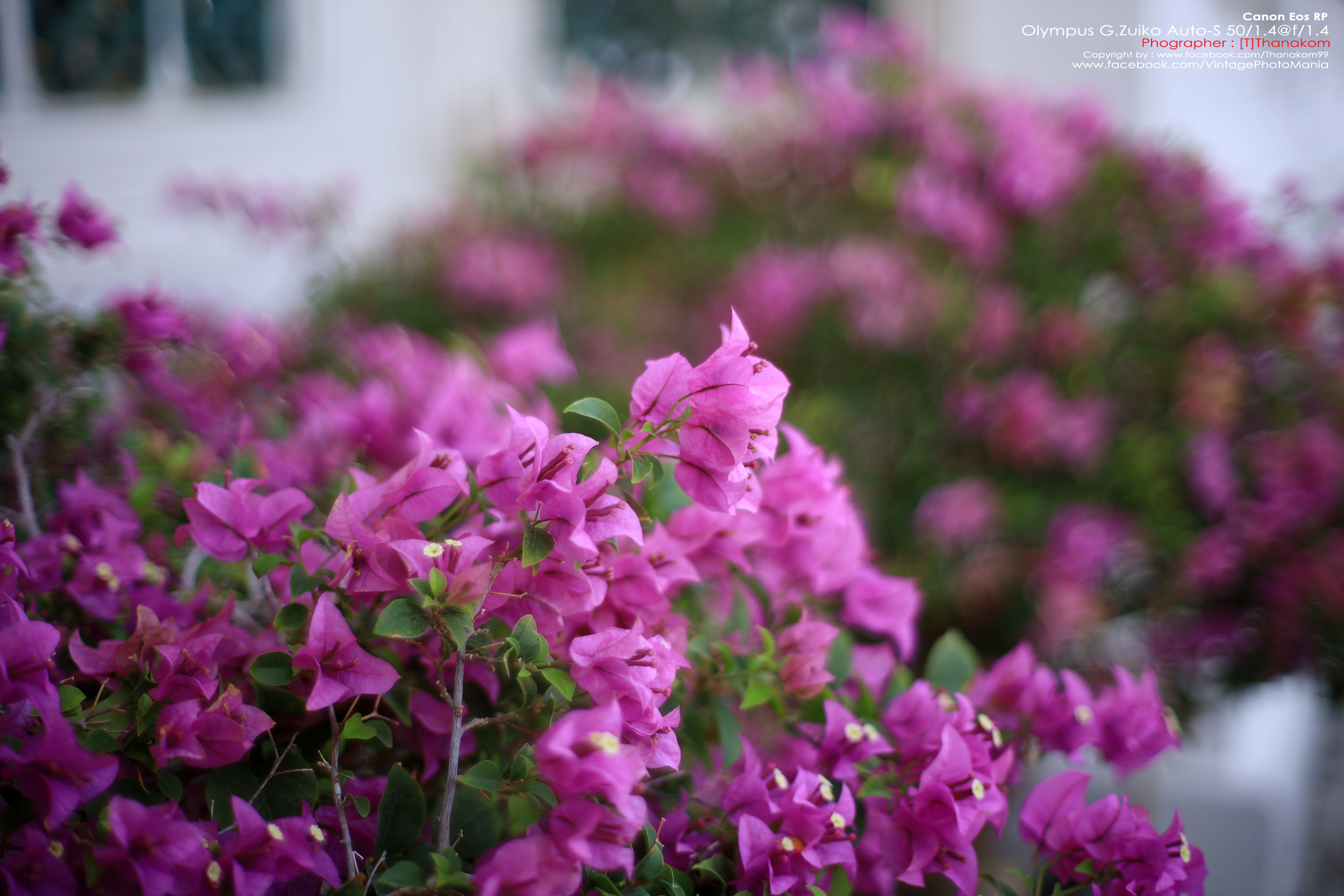 Olympus G.Zuiko Auto-S 50/1.4 *OM Mount เลนส์ไวแสงละลายฉากหลังสวย