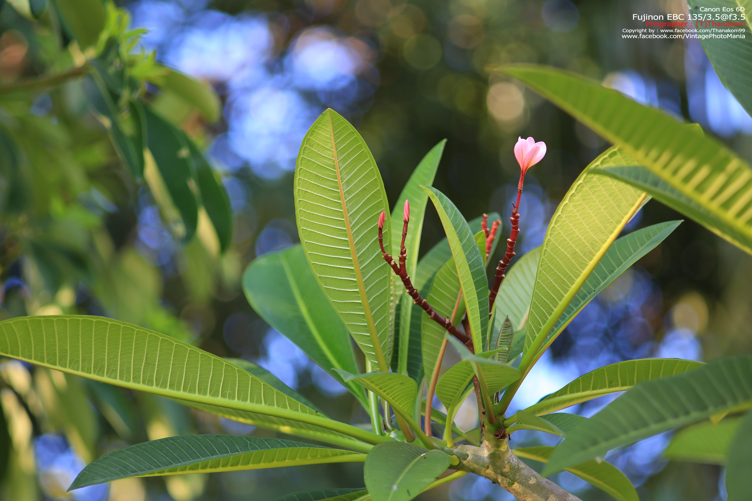 Fujinon EBC 135/3.5 *M42 Mount เลนส์พรอตเทรตตัวเล็กรุ่นหายากของมือหมุนฟูจิ