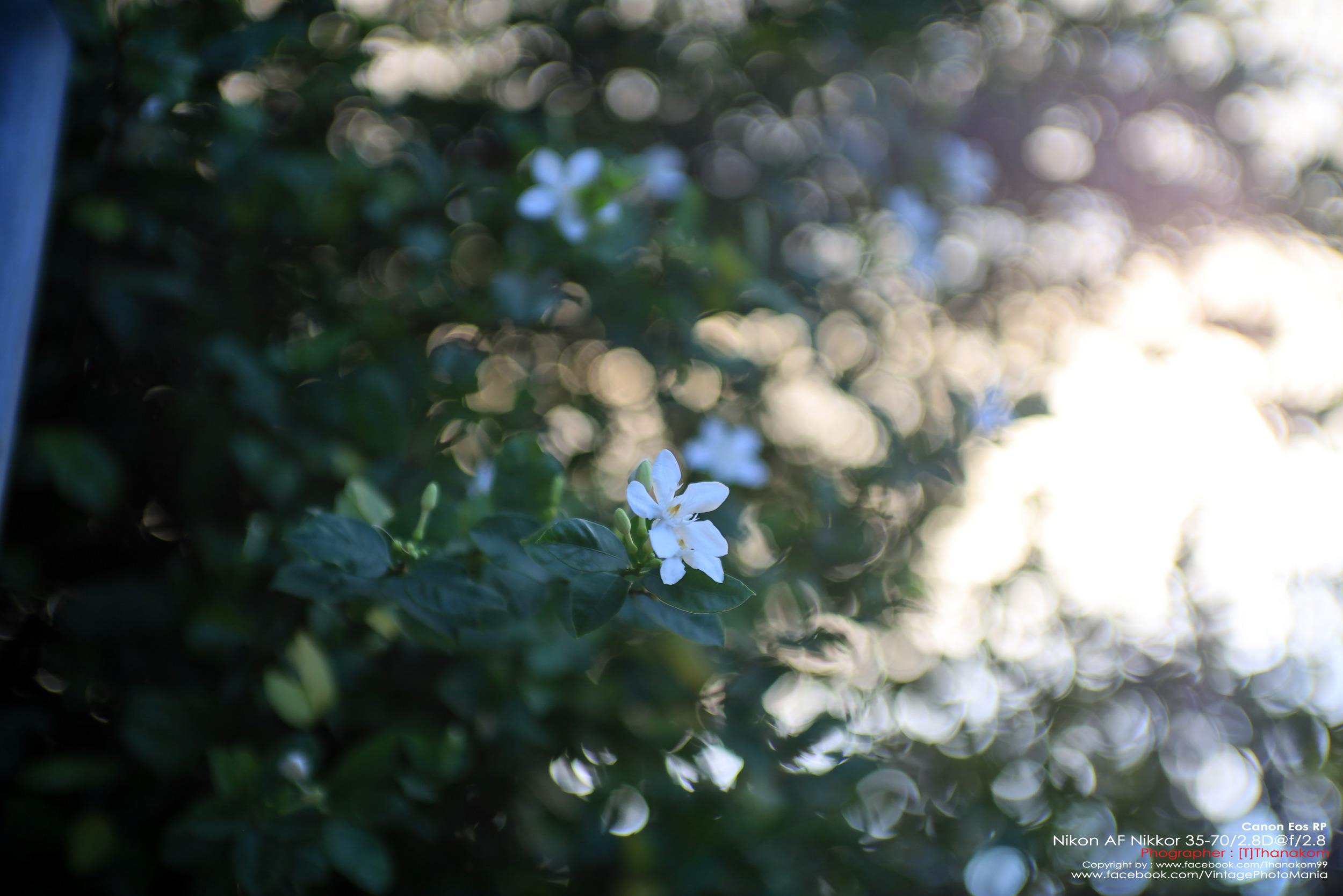 Nikon AF Nikkor 35-70/2.8 *Nikon AF-D Mount เลนส์ซูมเกรดโปรเอฟไม่ไหล