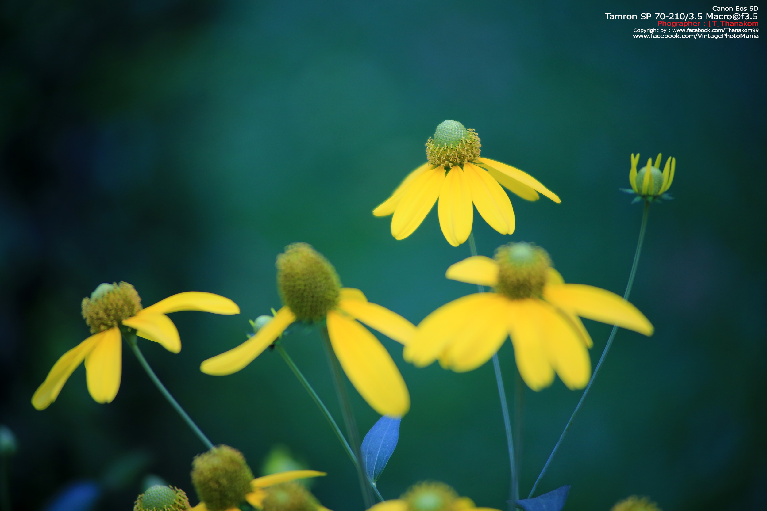 Tamron SP 70-210/3.5 CF Macro *Nikon Ai-S Mount เลนส์ไวแสงคมๆโบเก้สวย