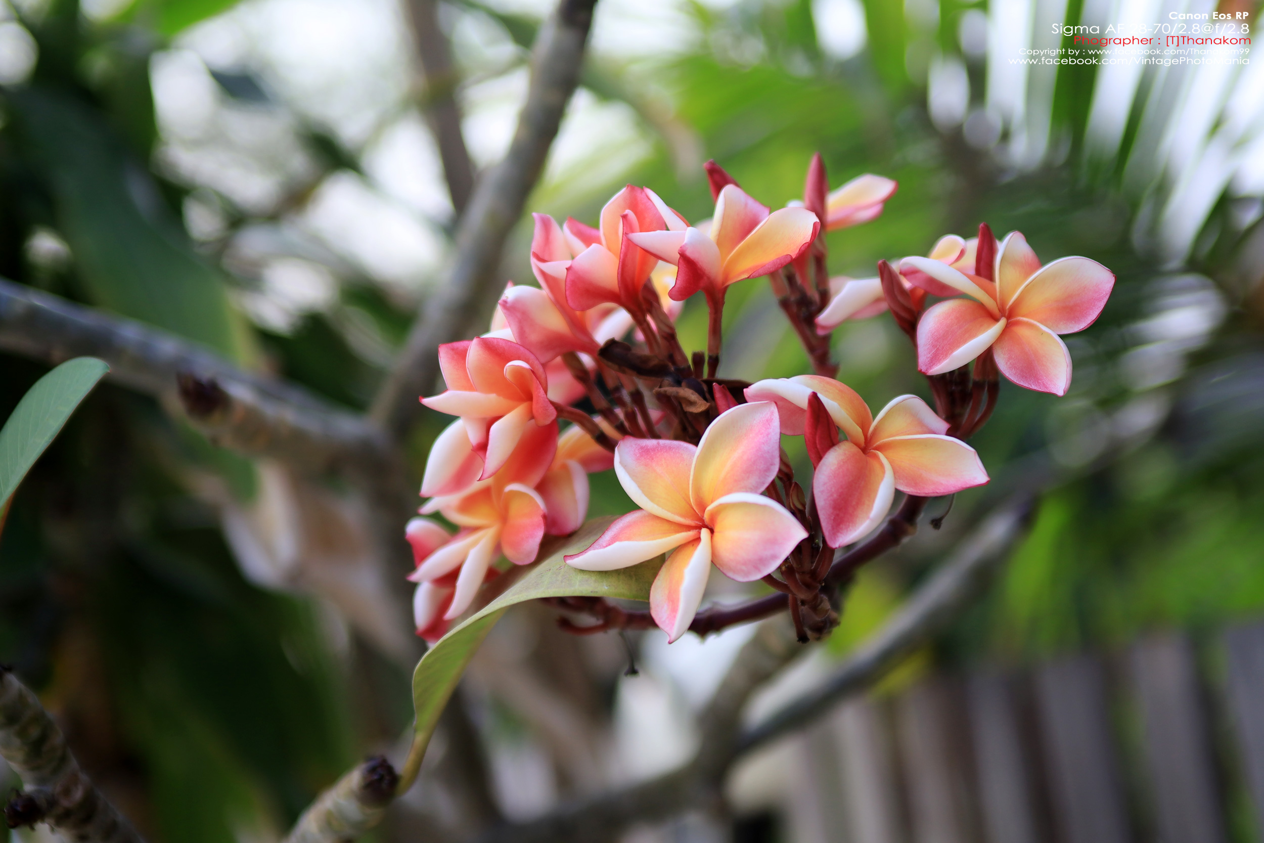 Sigma 28-70/2.8 *Nikon Ai-S Mount เลนส์โปรไวแสงละลายฉากหลังสวย