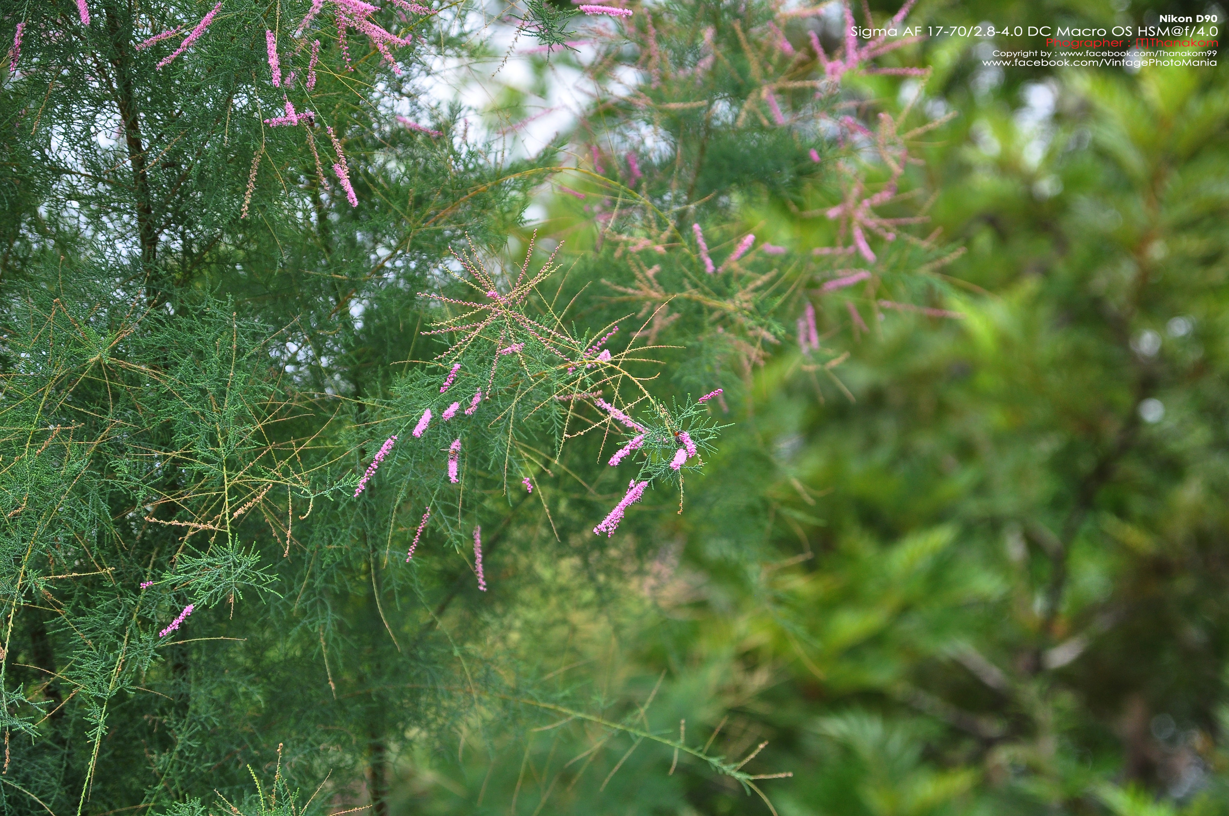 Sigma AF 17-70/2.8-4.5 DC HSM *Canon EF-S Mount [USED]