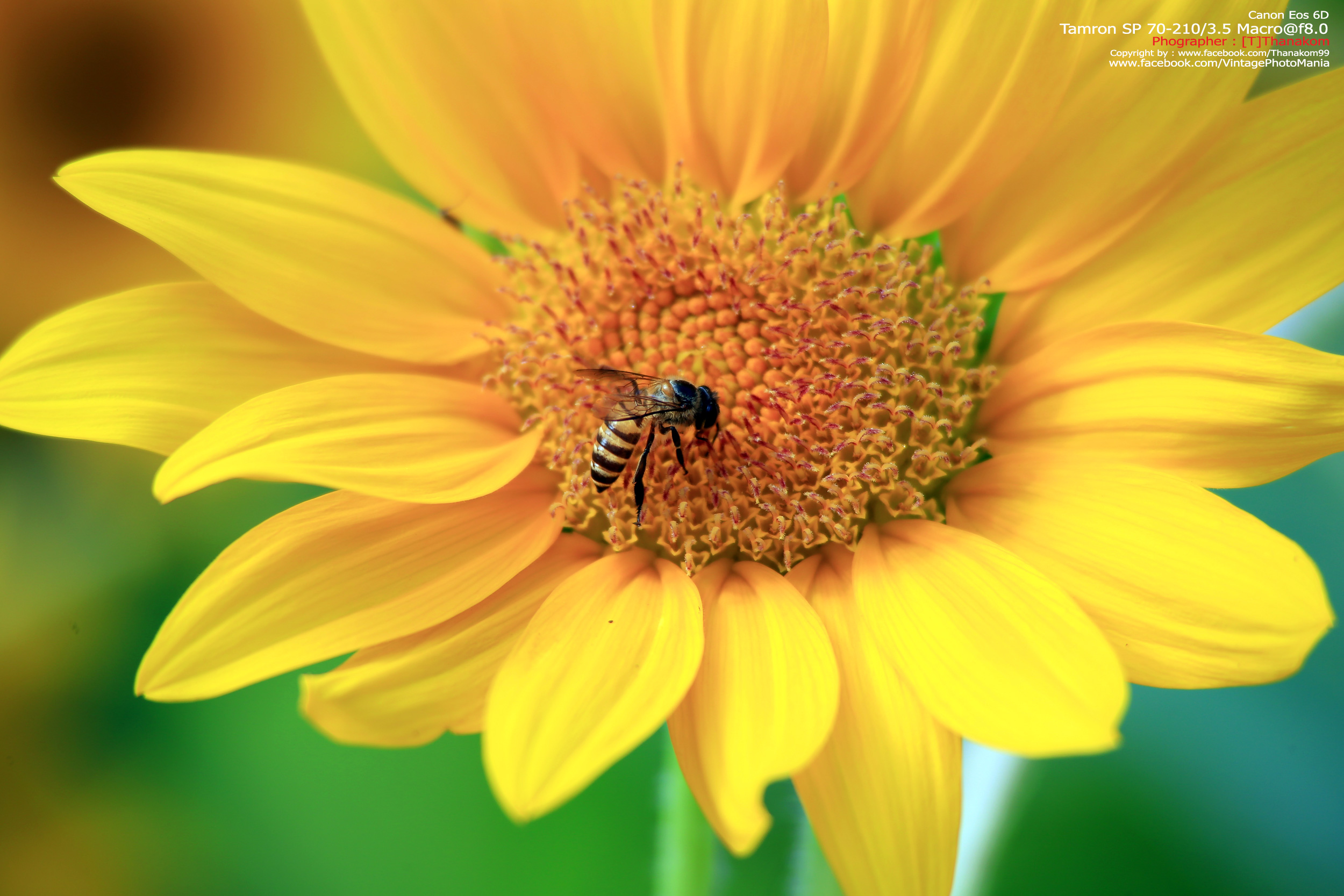 Tamron SP 70-210/3.5 CF Macro *Nikon Ai-S Mount เลนส์ไวแสงคมๆโบเก้สวย