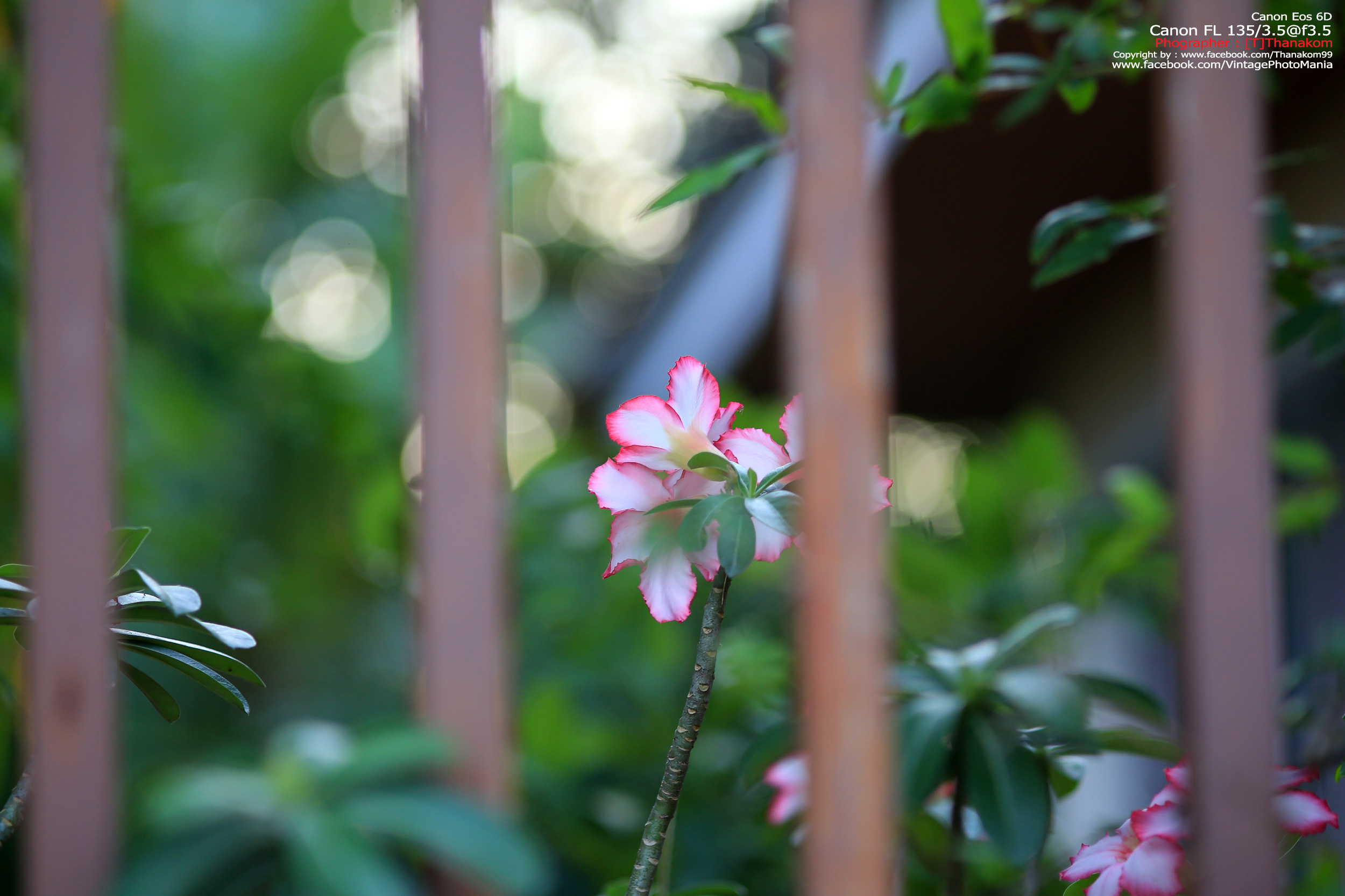 Canon FL 135/2.5 *Canon FD Mount เลนส์ไวแสงละลายฉากหลังสวย