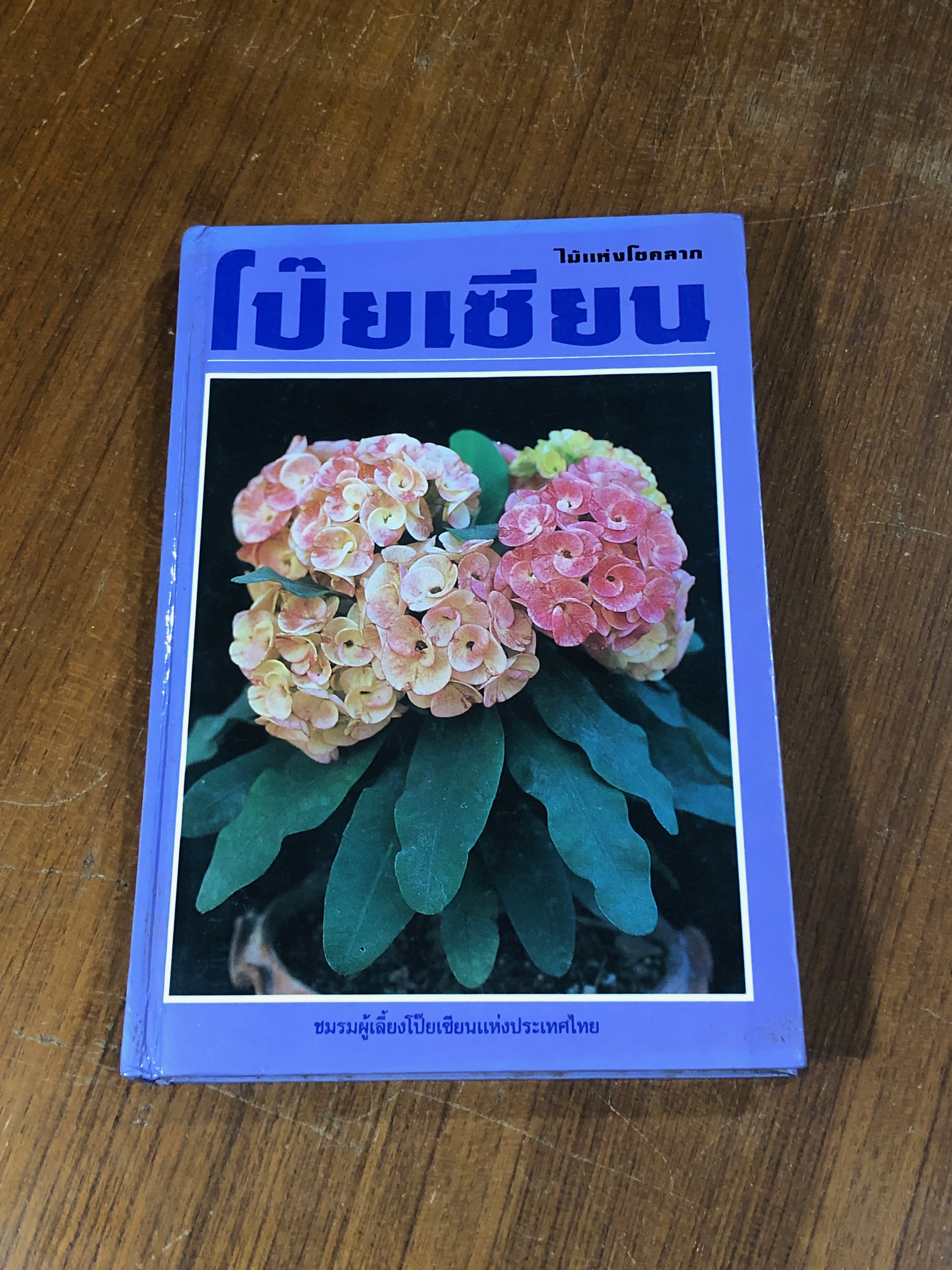 โป๊ยเซียน ไม้ดอกเสี่ยงทาย ไม้แห่งโชคลาภ / ไพโรจน์ จักรวาลชัย