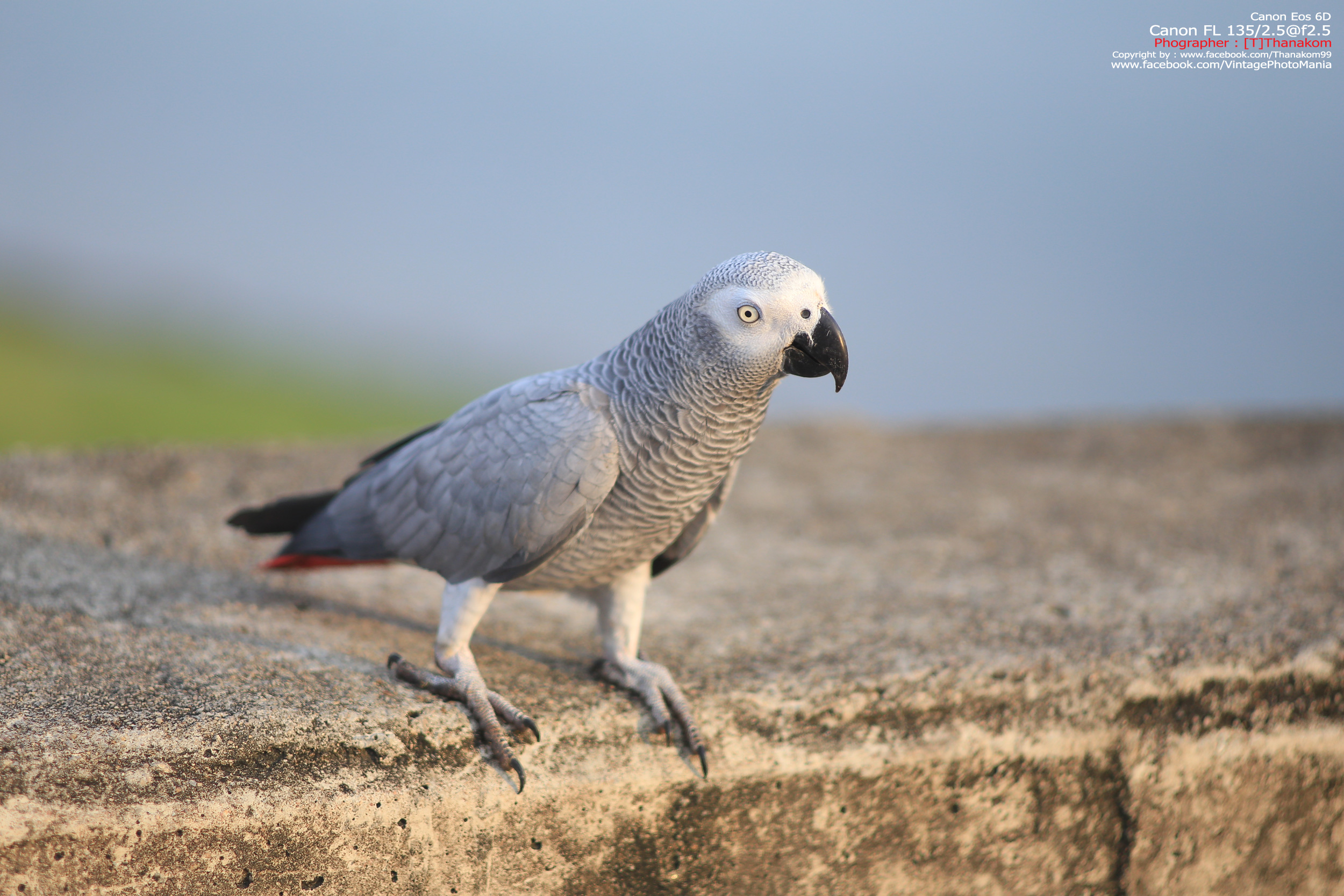 Canon FL 135/2.5 *Canon FD Mount เลนส์ไวแสงละลายฉากหลังสวย