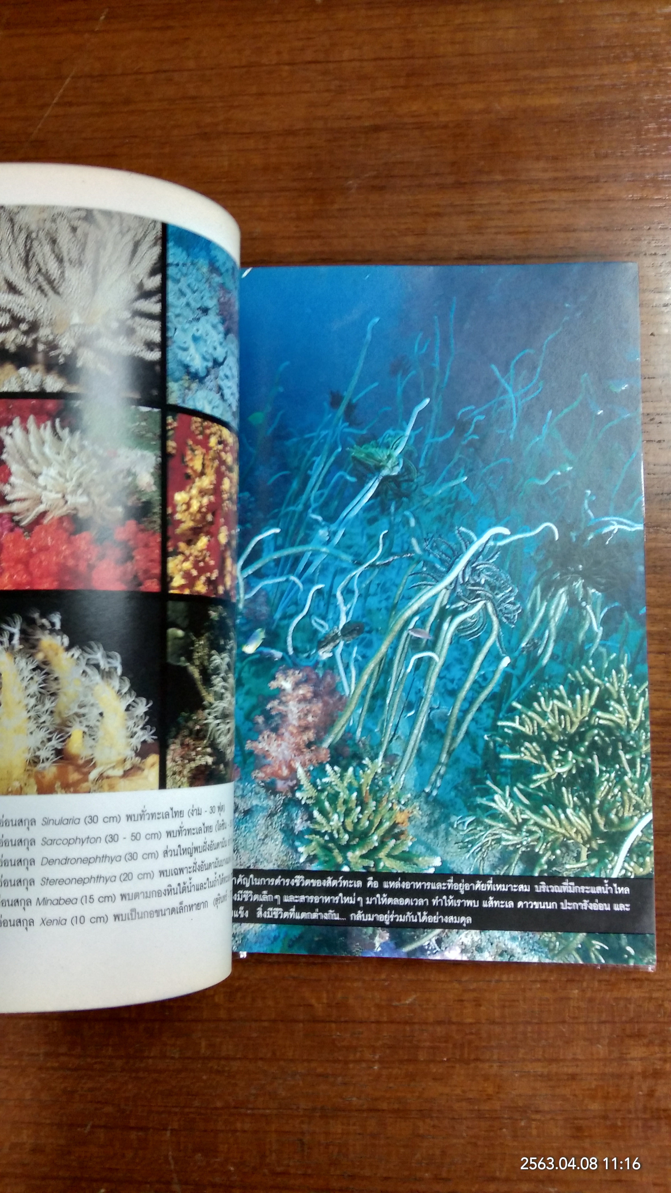 ทะเลไทย / ดร.ธรณ์ ธำรงนาวาสวัสดิ์