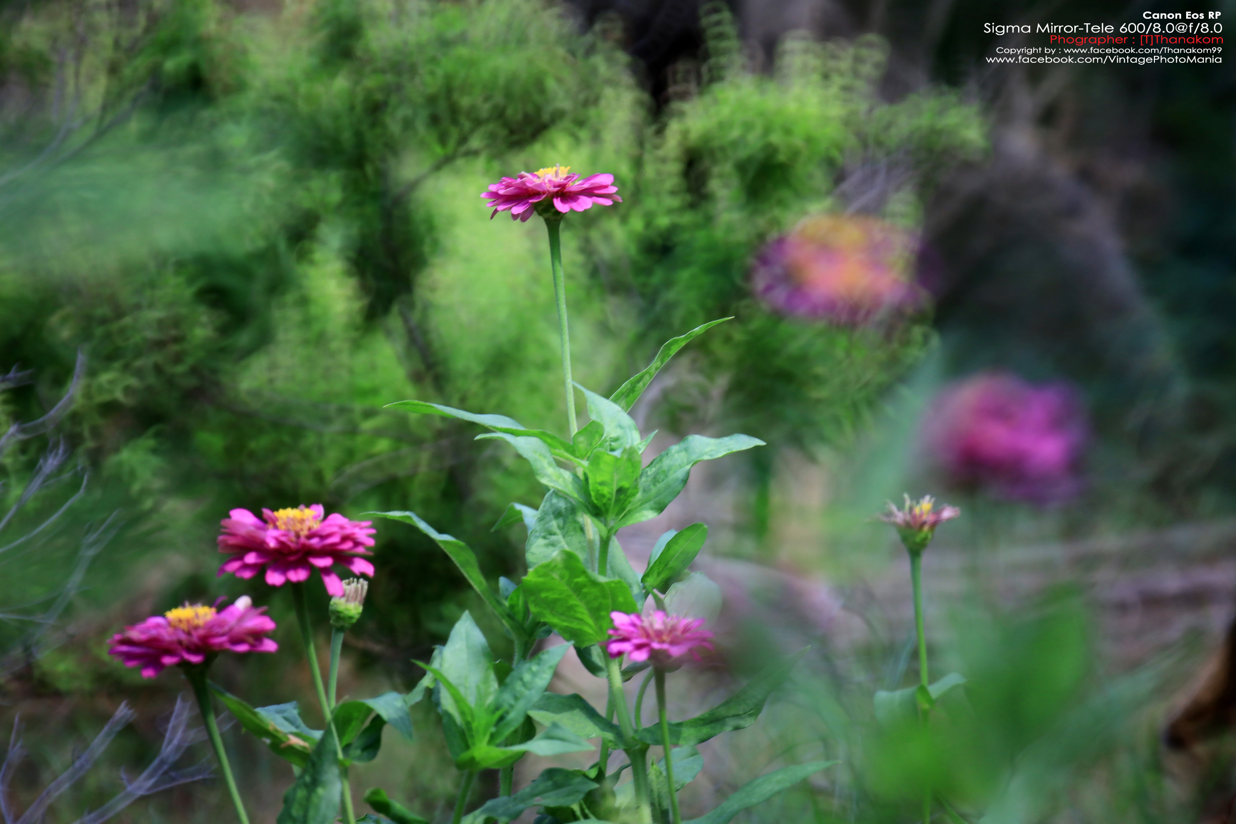 Sigma MC 600/8.0 Mirror Reflex *Canon EF Mount เลนส์ถ่ายไกลสุดๆโบเก้โดนัท