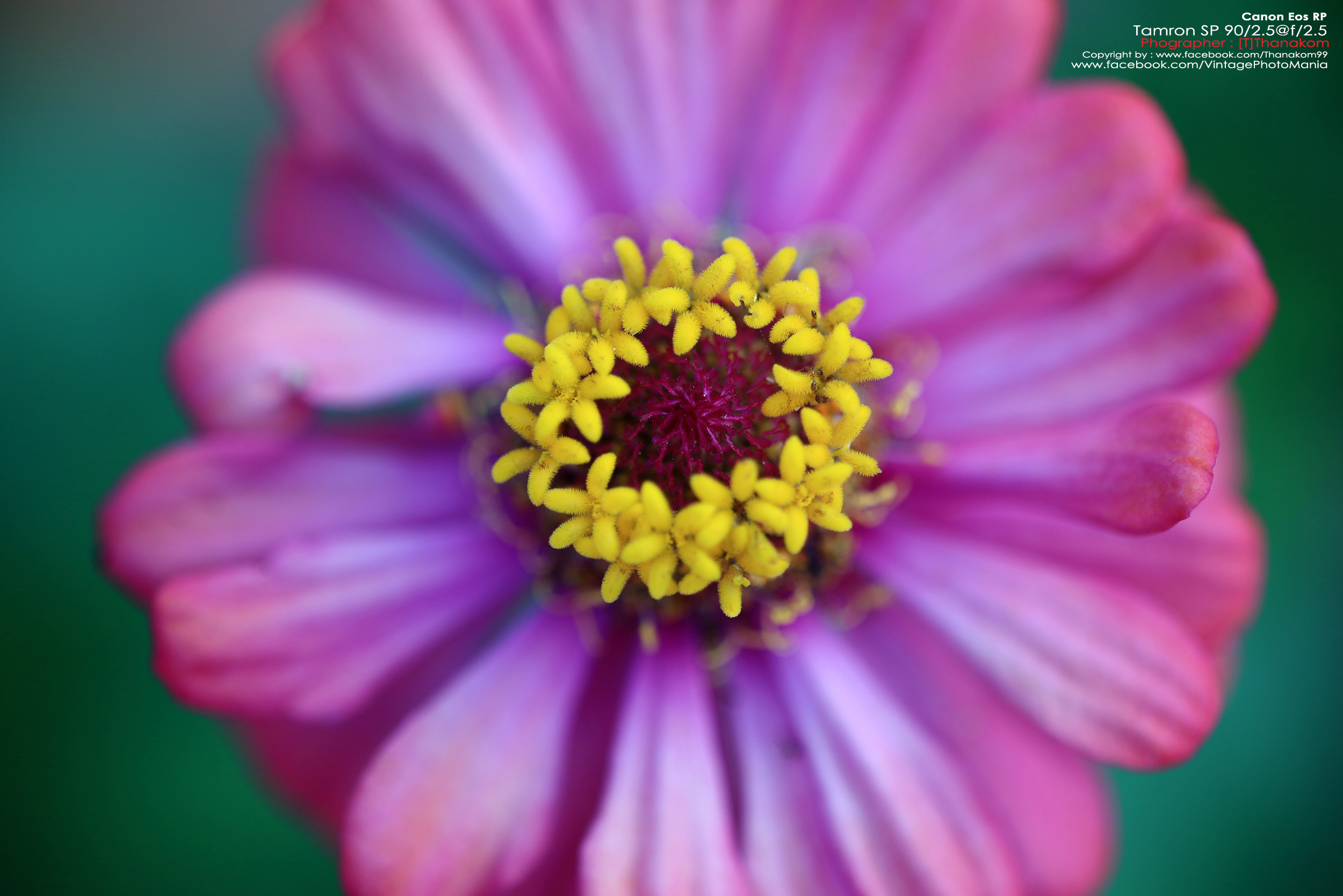 Tamron SP 90/2.5 Macro+Tamron Tube *Nikon Ai-S Mount เลนส์พรอตเทรตมาโครเอฟกว้าง