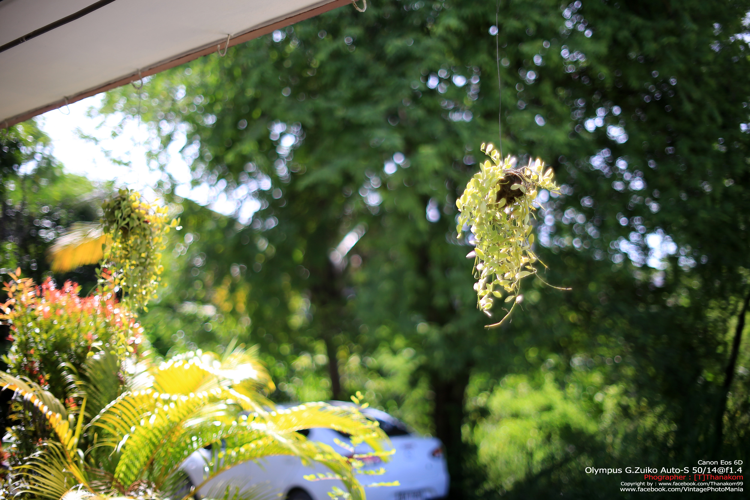 Olympus G.Zuiko Auto-S 50/1.4 *OM Mount เลนส์ไวแสงละลายฉากหลังสวย