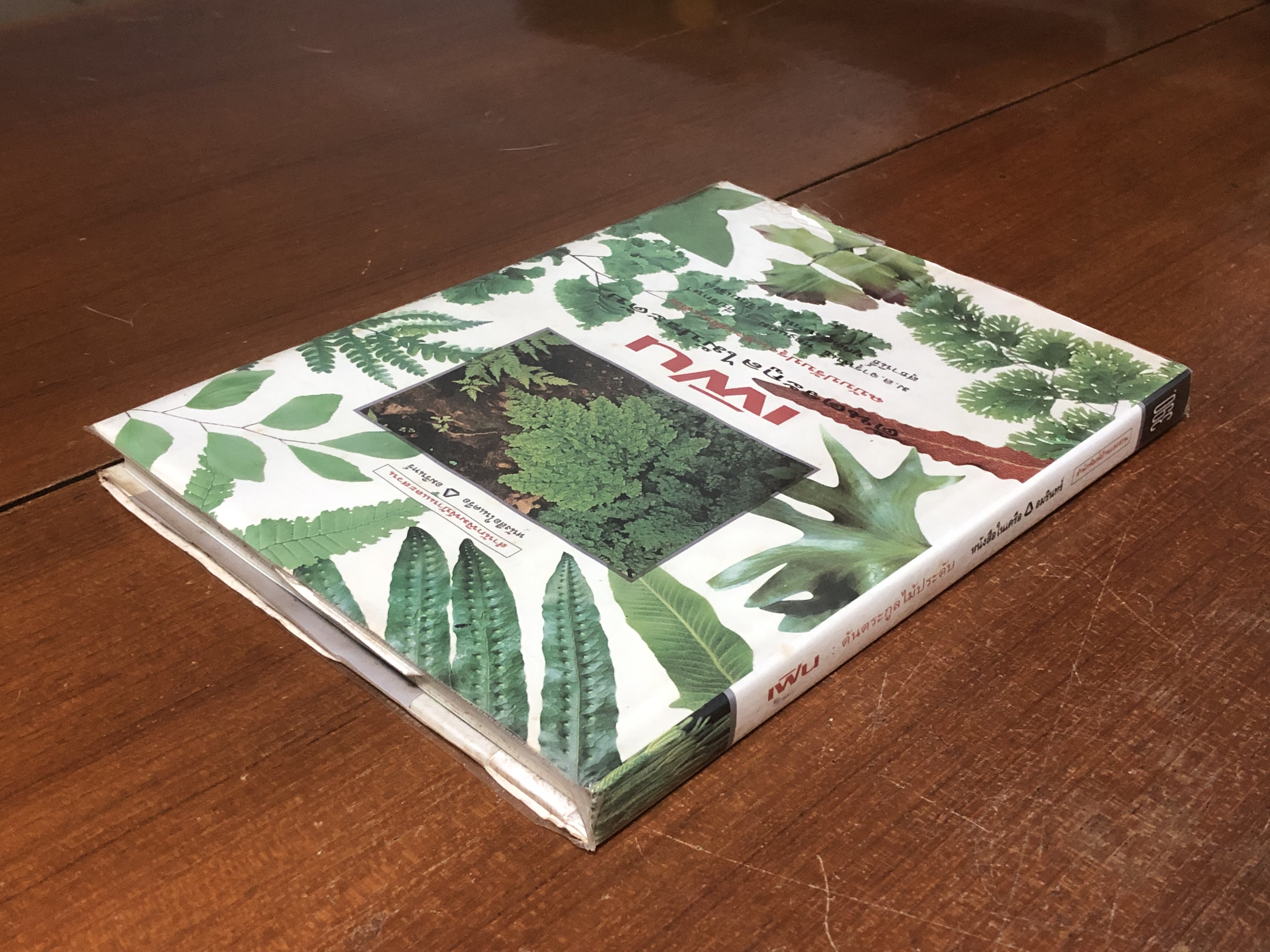 เฟิน : ต้นตระกูลไม้ประดับ / ม.ล.จารุพันธ์ ทองแถม