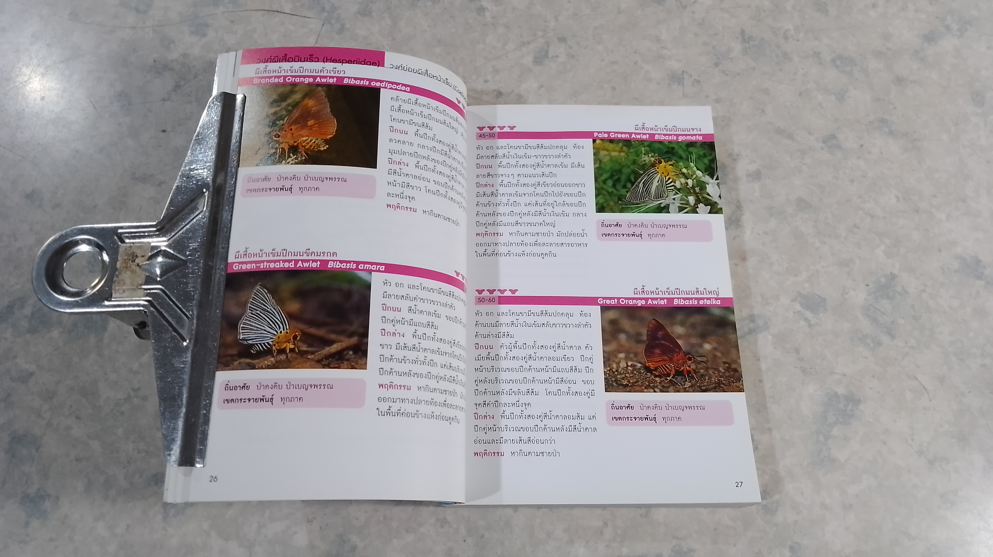 Thailand BUTTERFLY GUIDE / เกรียงไกร สุวรรณภักดิ์