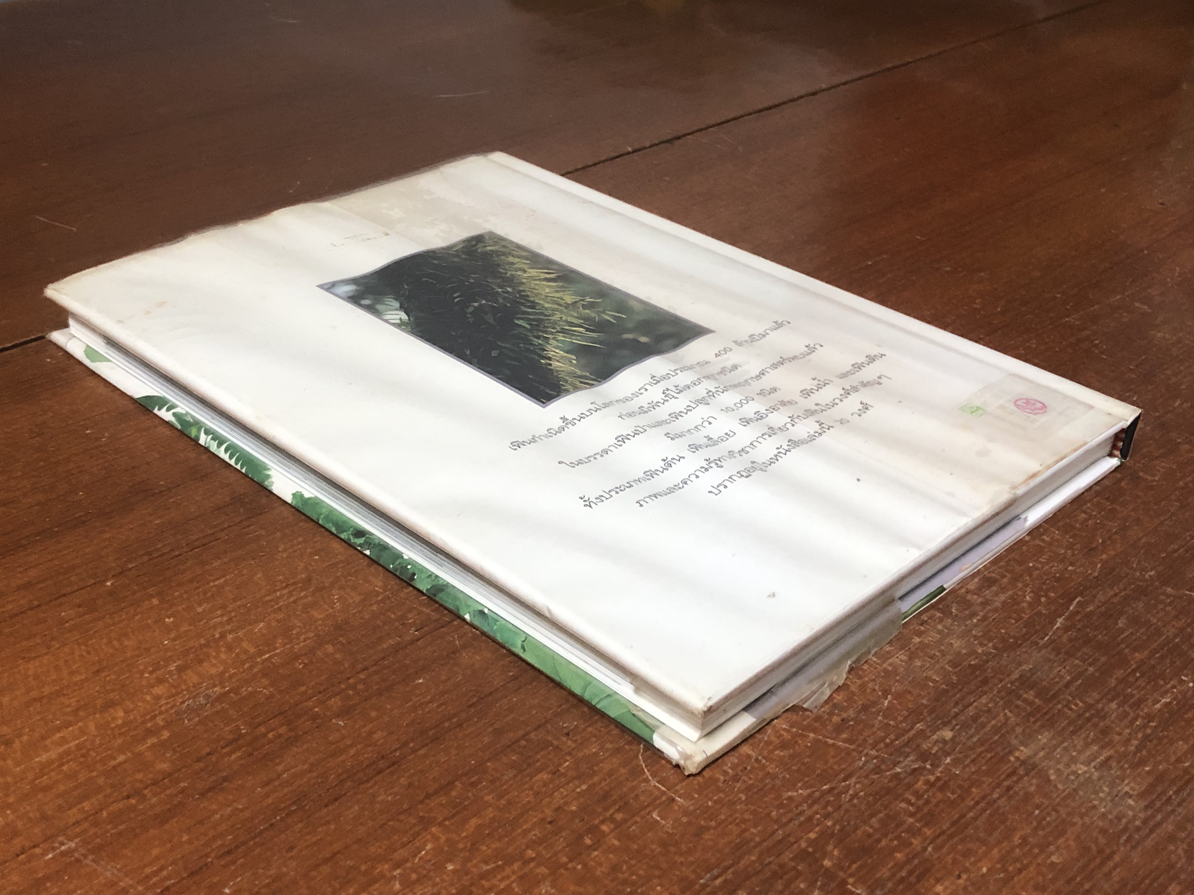 เฟิน : ต้นตระกูลไม้ประดับ / ม.ล.จารุพันธ์ ทองแถม