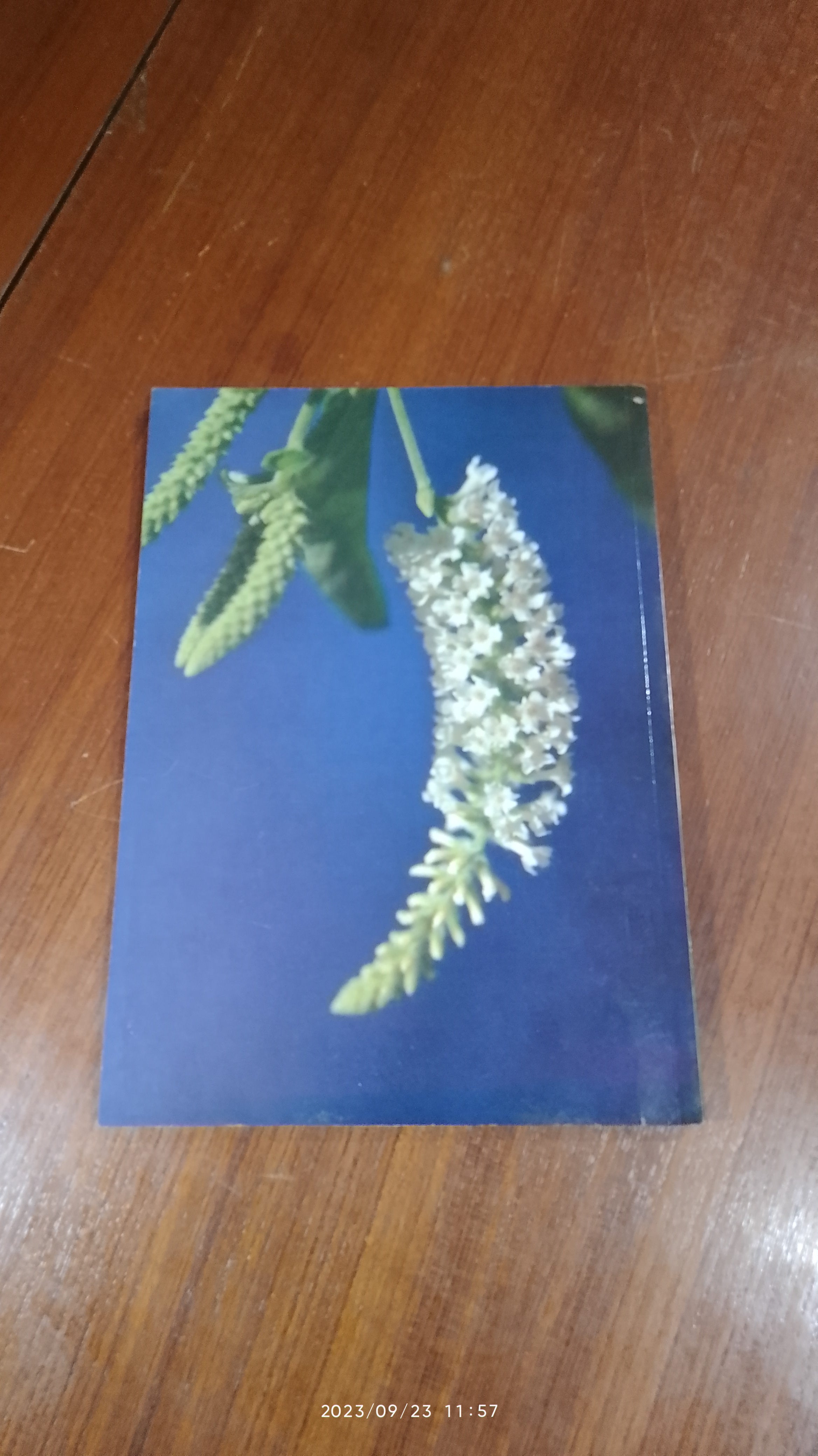 วันต้นไม้ ประจำปีแห่งชาติ ๒๕๓๐ / กองสวนสาธารณะ