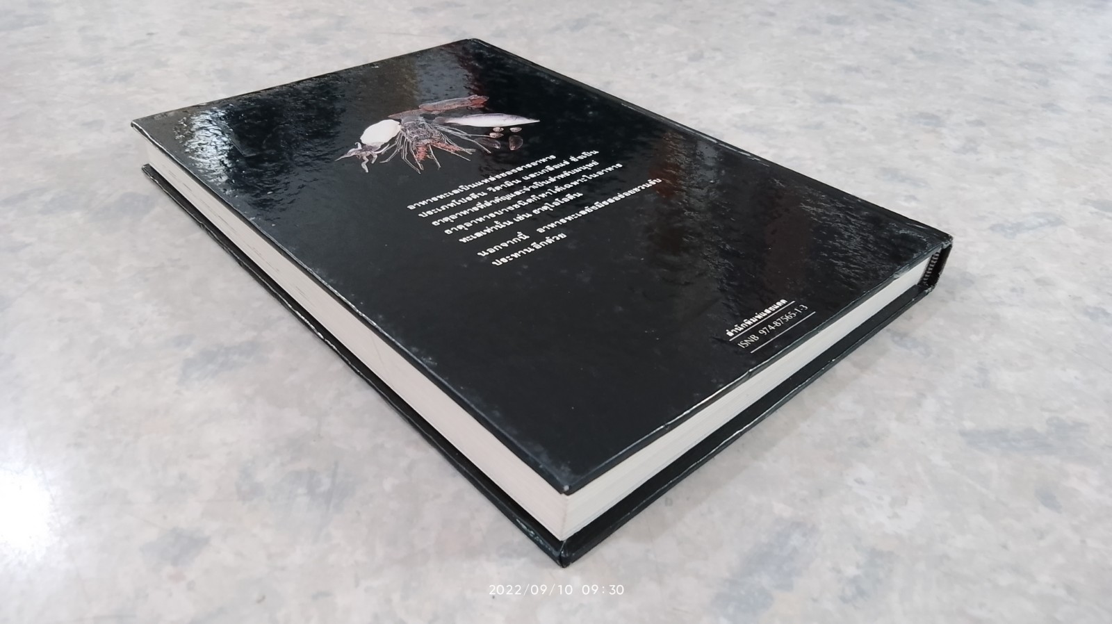 อาหารทะเล / แสงแดด