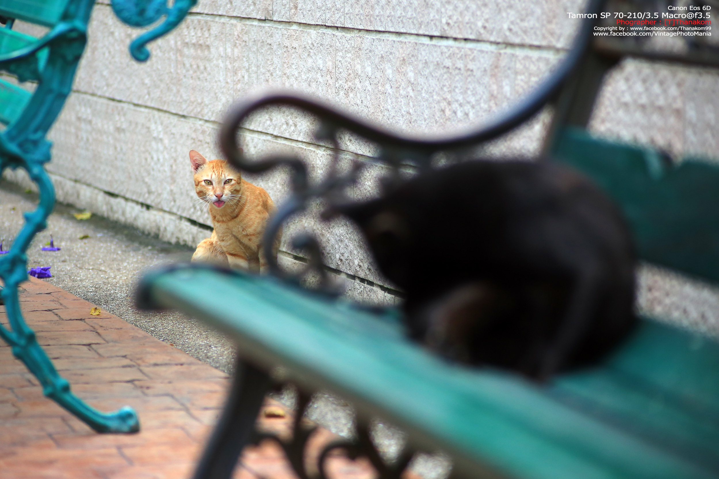 Tamron SP 70-210/3.5 CF Macro *Nikon Ai-S Mount เลนส์ไวแสงคมๆโบเก้สวย