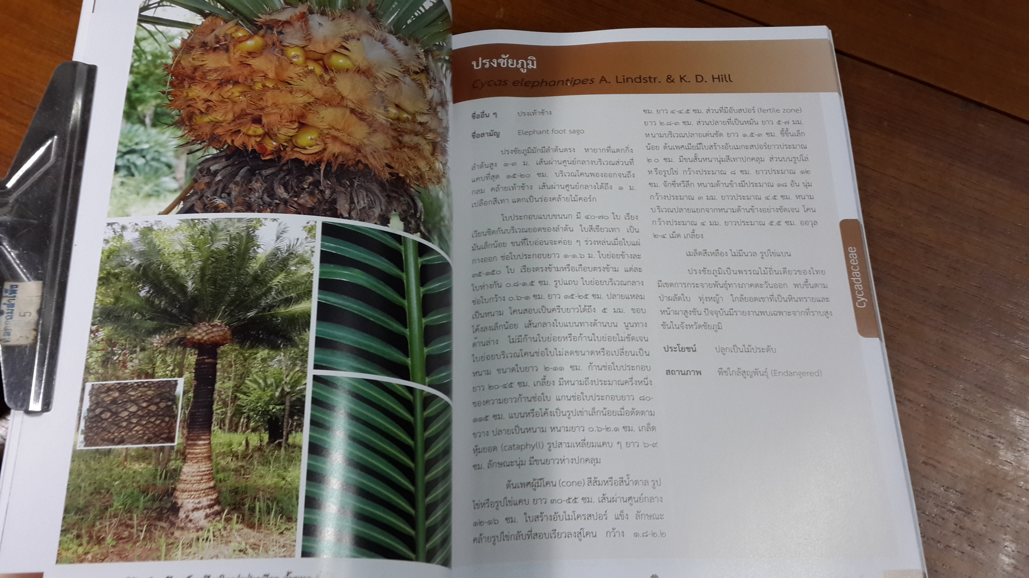 ความหลากหลายและการใช้ประโยชน์ พืชเมล็ดเปลือยในกลุ่มป่าภูเขียว-น้ำหนาว