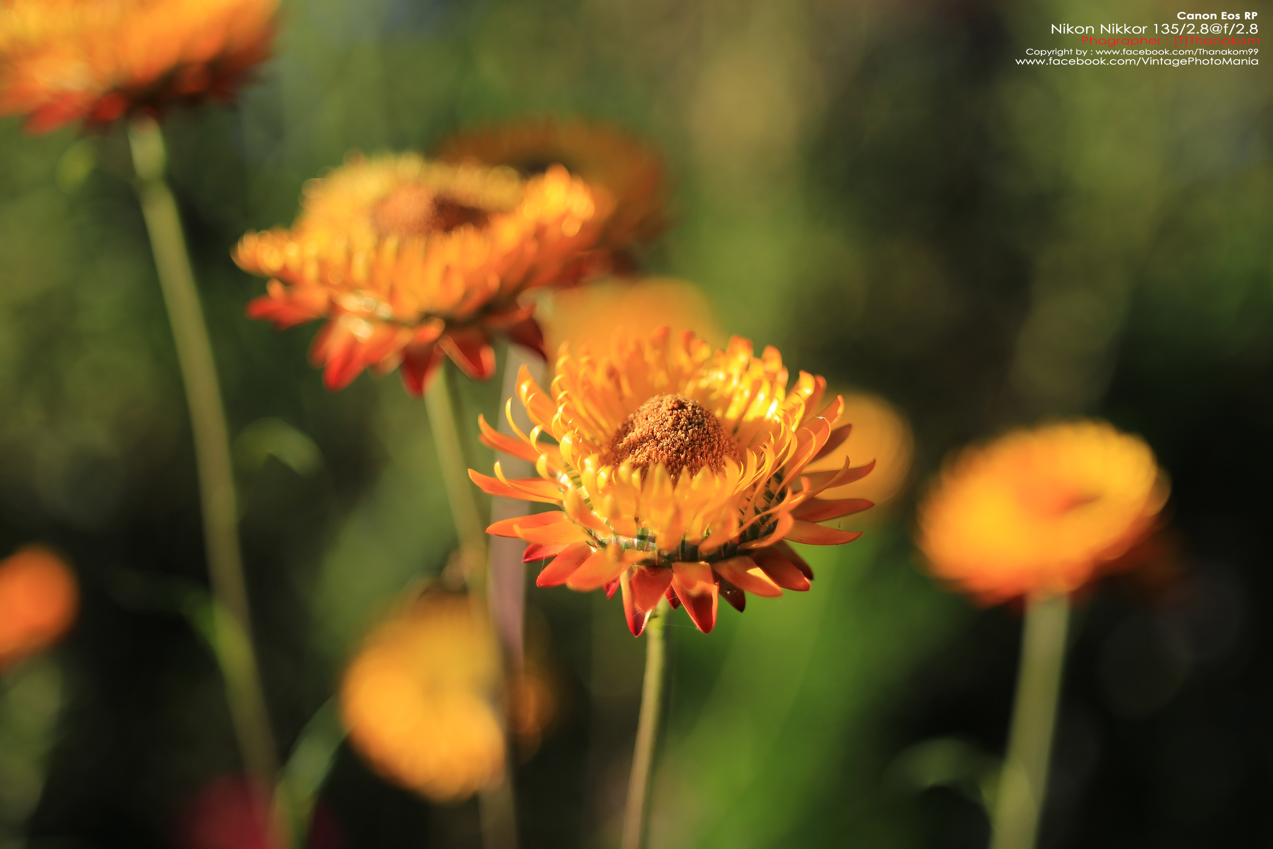 Nikon Nikkor-Q 135/2.8 *Nikon Ai-S Mount เลนส์พรอตเทรตคมๆละลายหลังสวย