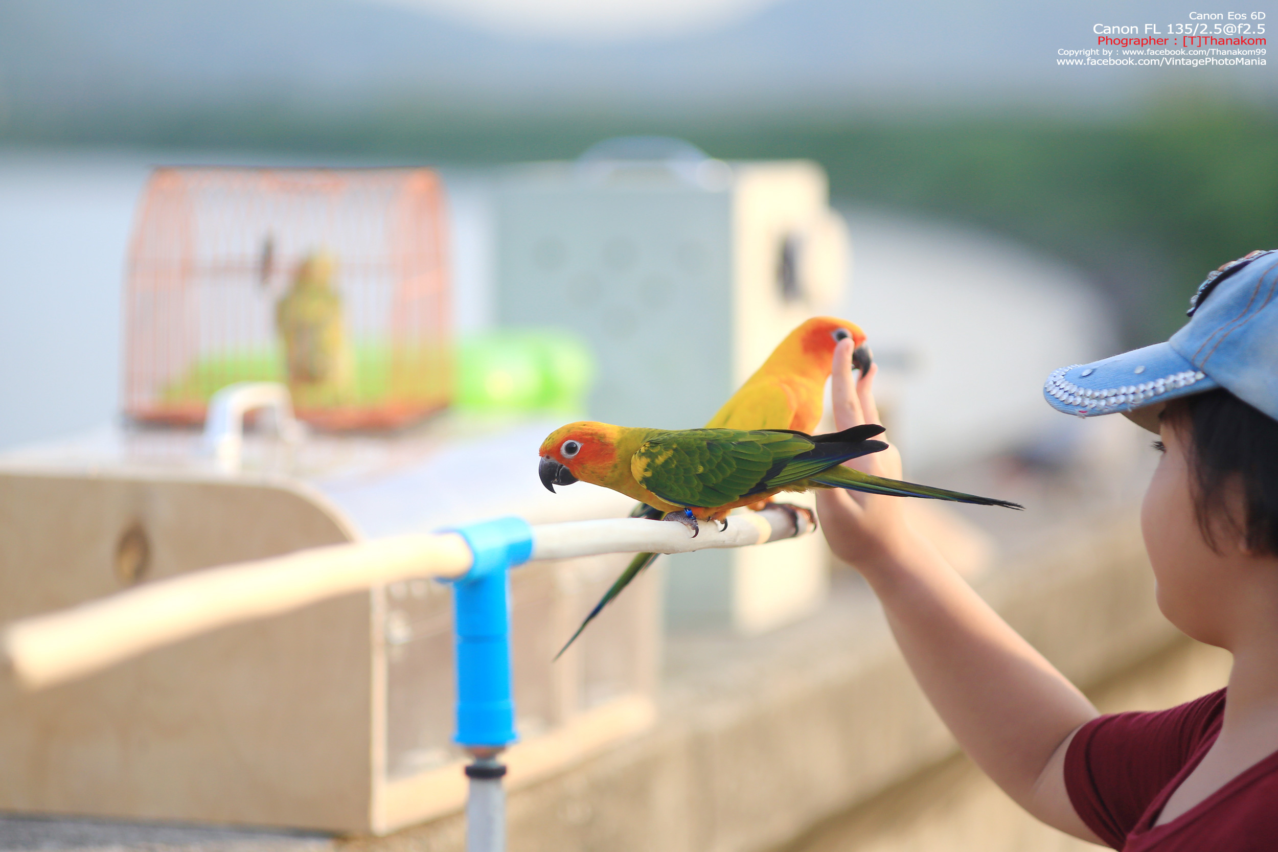 Canon FL 135/2.5 *Canon FD Mount เลนส์ไวแสงละลายฉากหลังสวย