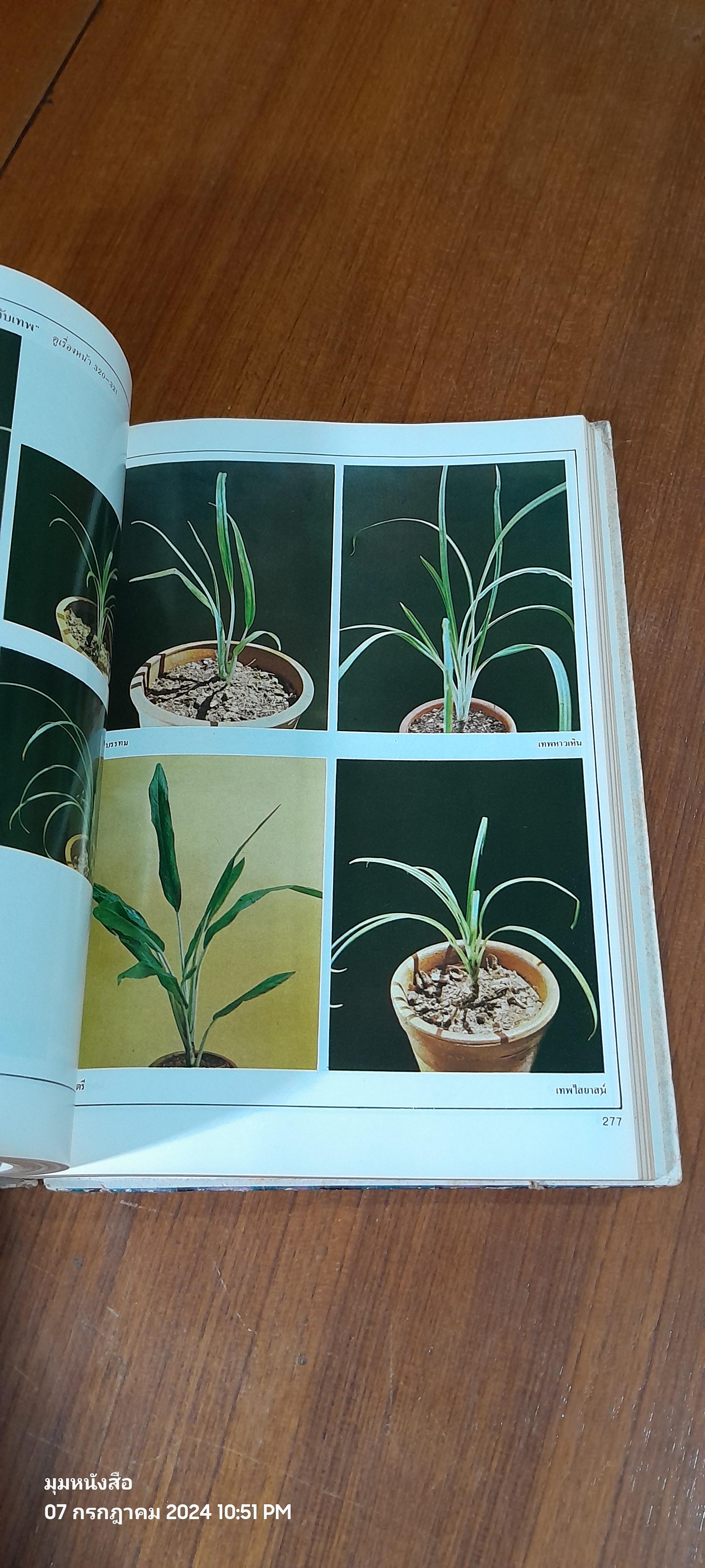 สารานุกรมไม้ประดับในประเทศไทย เล่ม 2 / บ้านและสวน