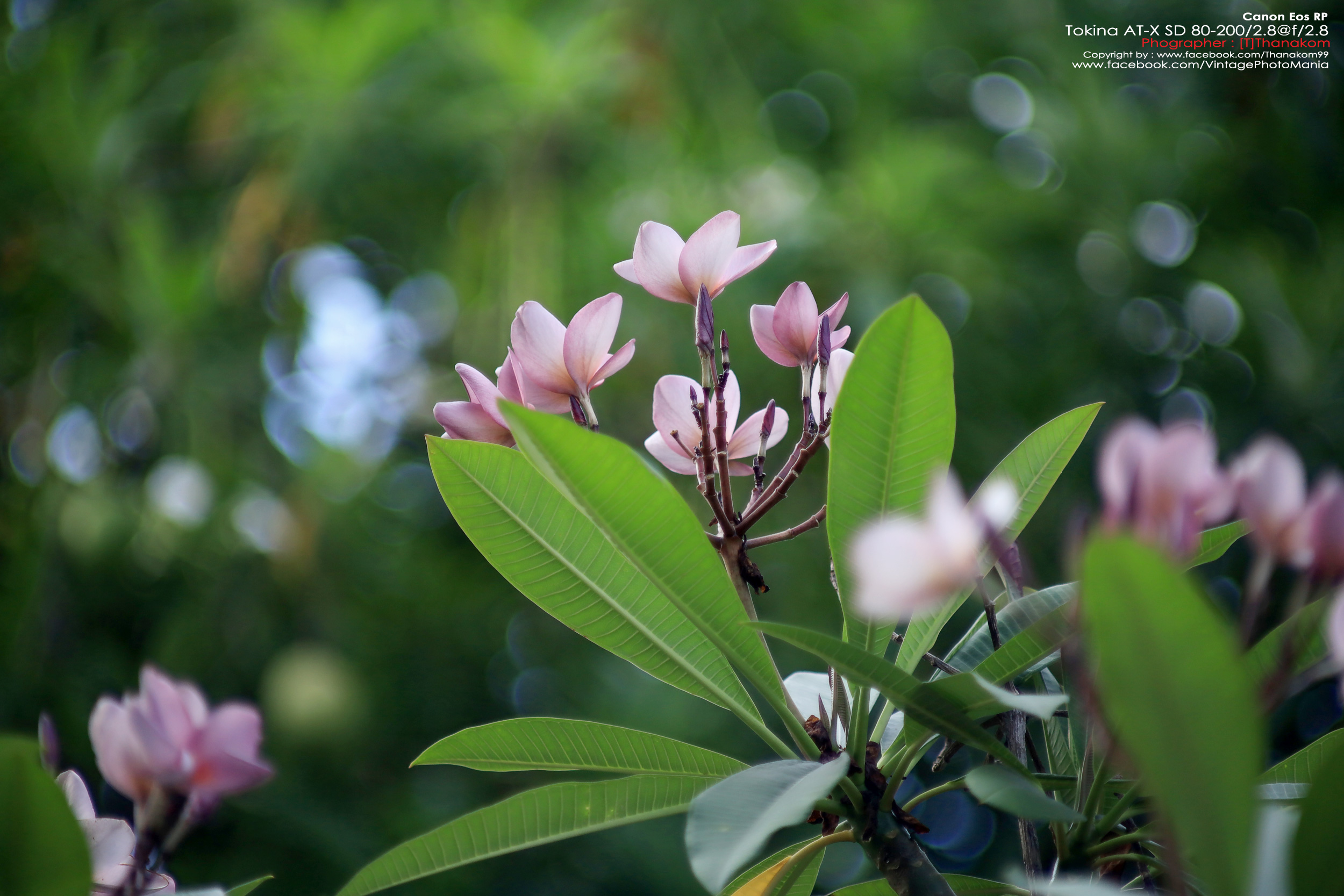 Tokina AT-X SD AF 80-200/2.8 *Canon EF Mount เลนส์เทเลละลายฉากหลังระดับโปรเอฟไม่ไหล