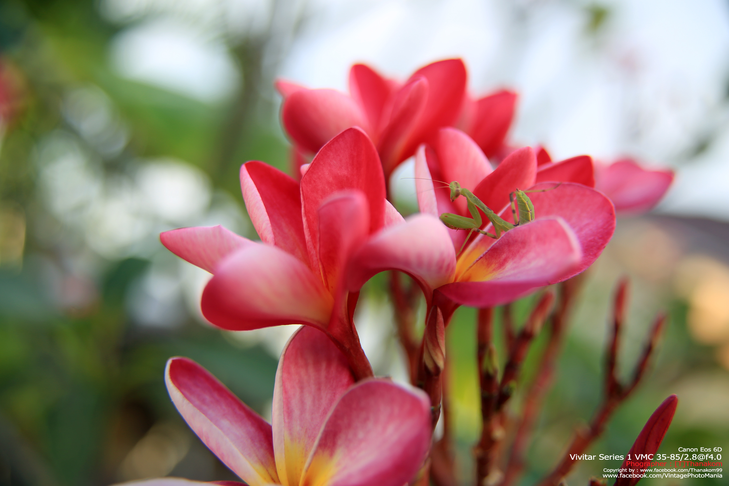 Vivitar Series-1 VMC 35-85/2.8 *FD Mount เลนส์ไวแสงที่หายากมากจากวิวิตา