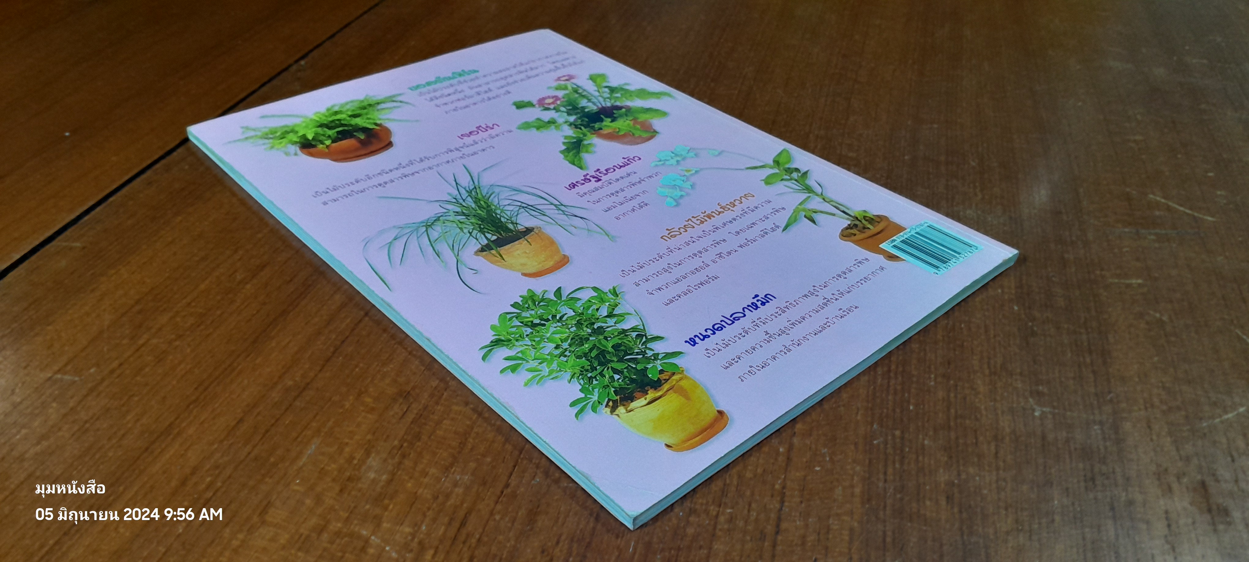 ไม้ประดับดูดสารพิษ ( มีรอยขีดเขียนด้านใน ) / คมสัน หุตะแพทย์