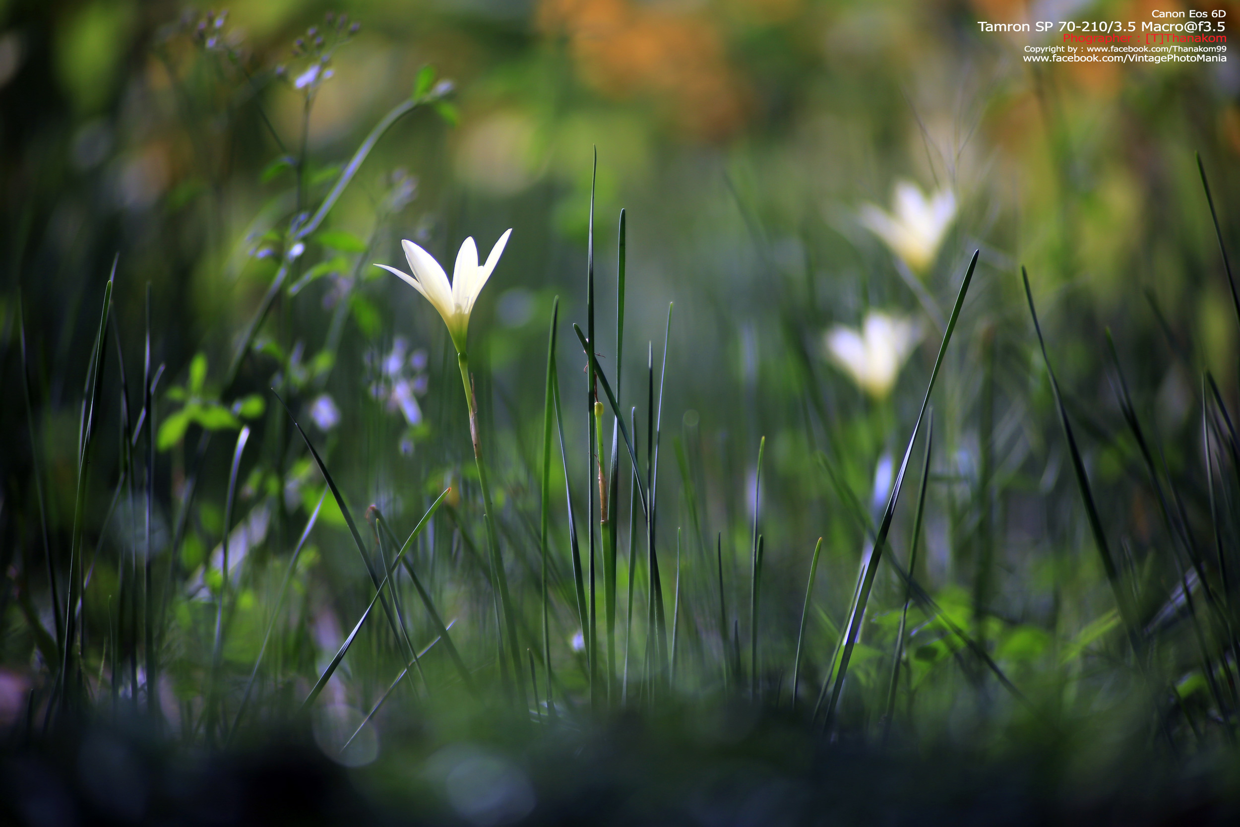 Tamron SP 70-210/3.5 CF Macro *Nikon Ai-S Mount เลนส์ไวแสงคมๆโบเก้สวย