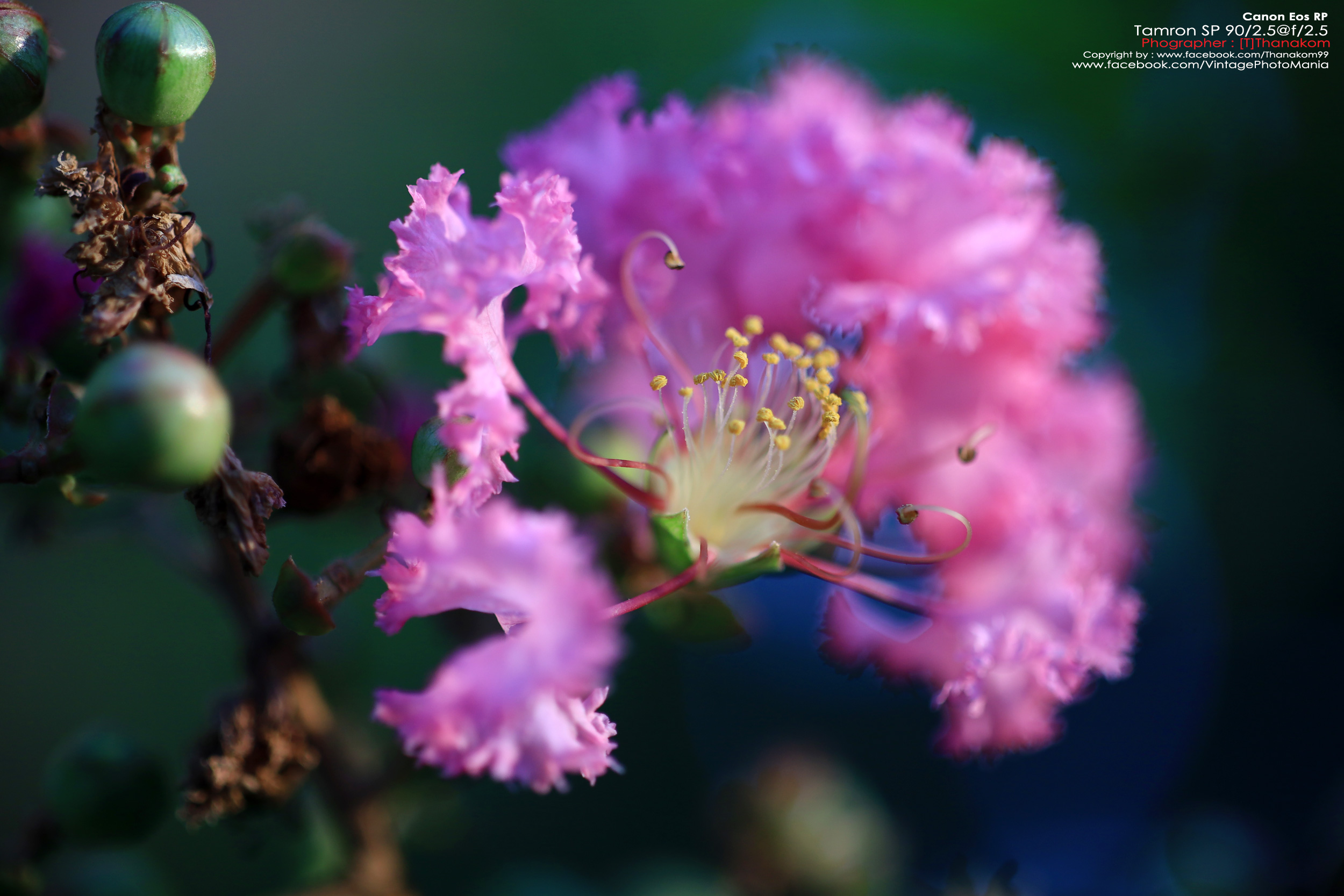 Tamron SP AF 90/2.5 Macro *Sony A-Mount