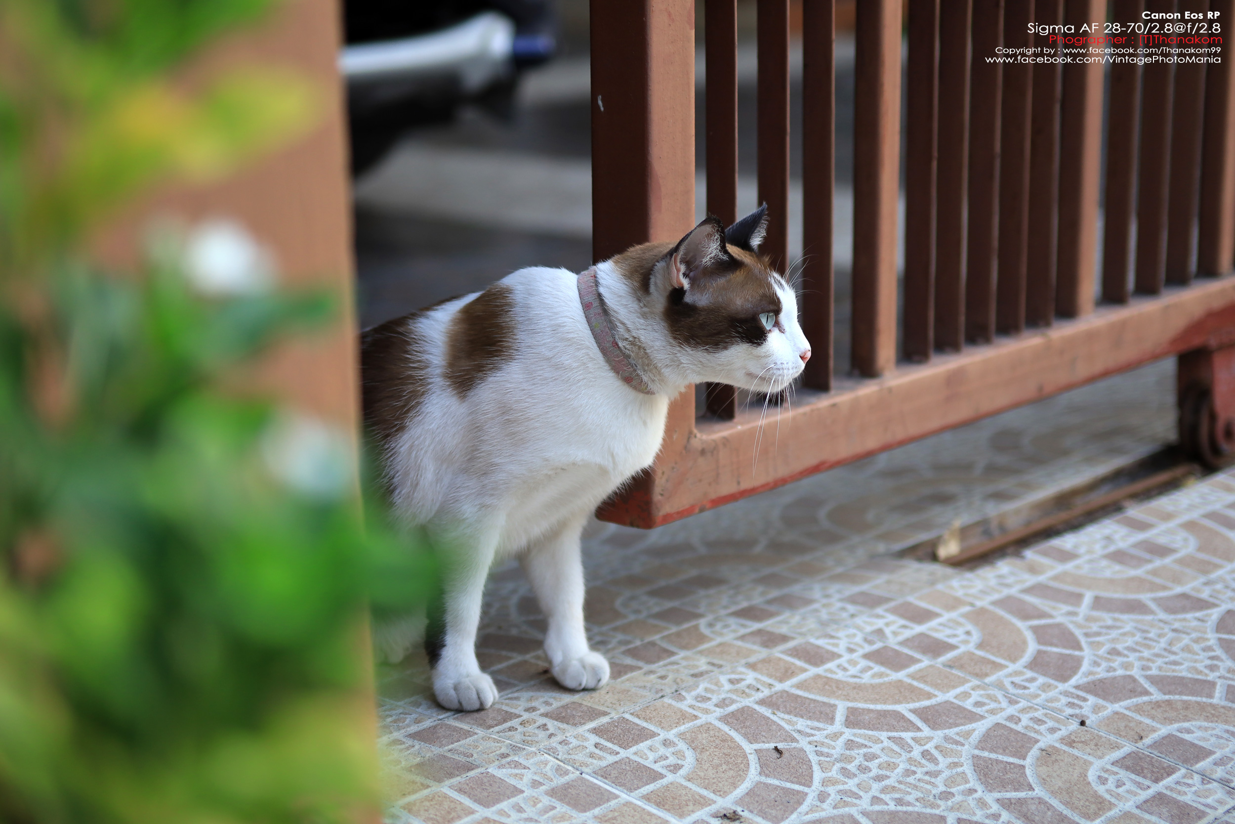 Sigma 28-70/2.8 *Nikon Ai-S Mount เลนส์โปรไวแสงละลายฉากหลังสวย