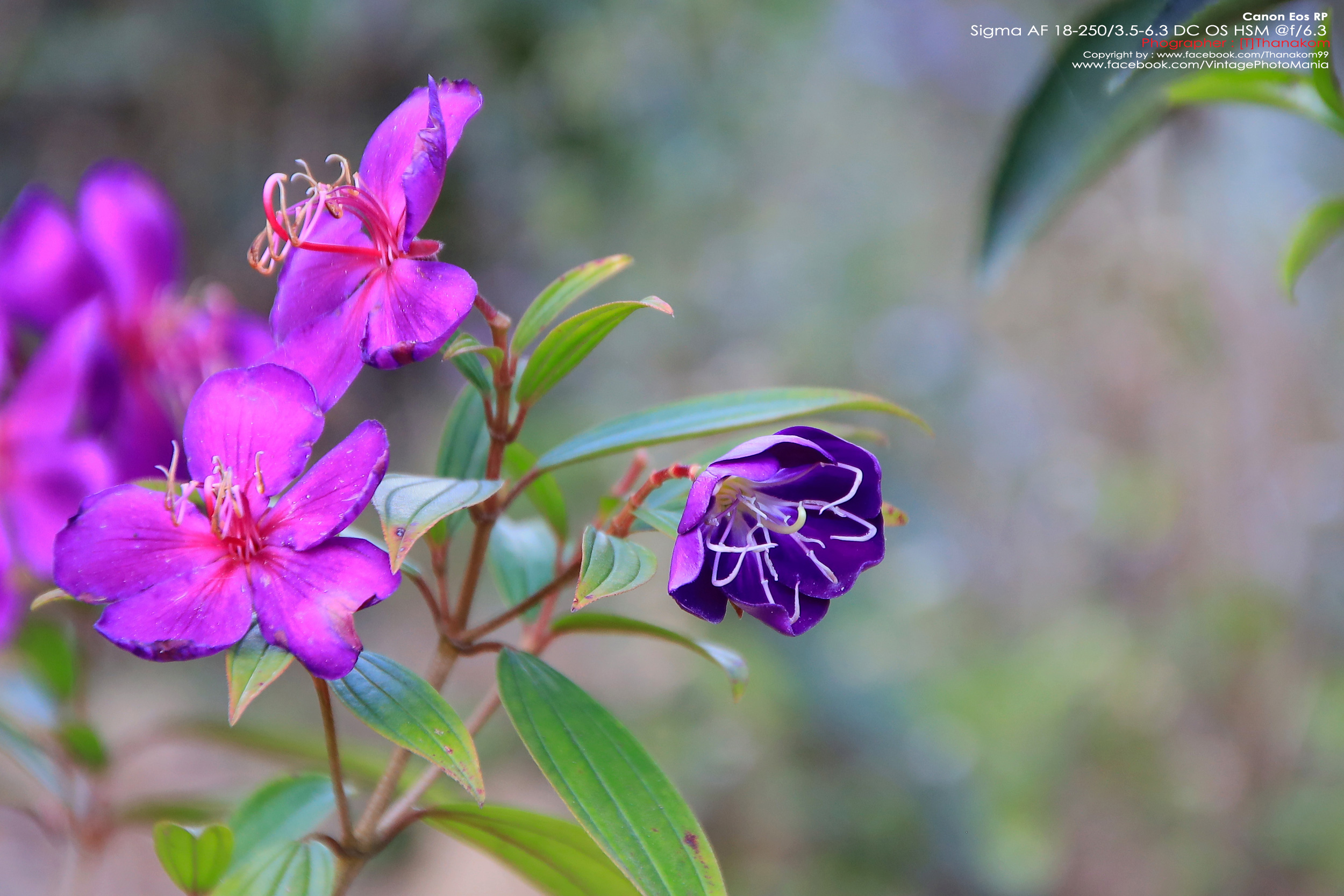 Sigma AF 18-250/3.5-6.3 DC Macro OS HSM *Nikon AF-S Mount เลนส์ซูมอเนกประสงค์ 14 เท่ามีกันสั่น