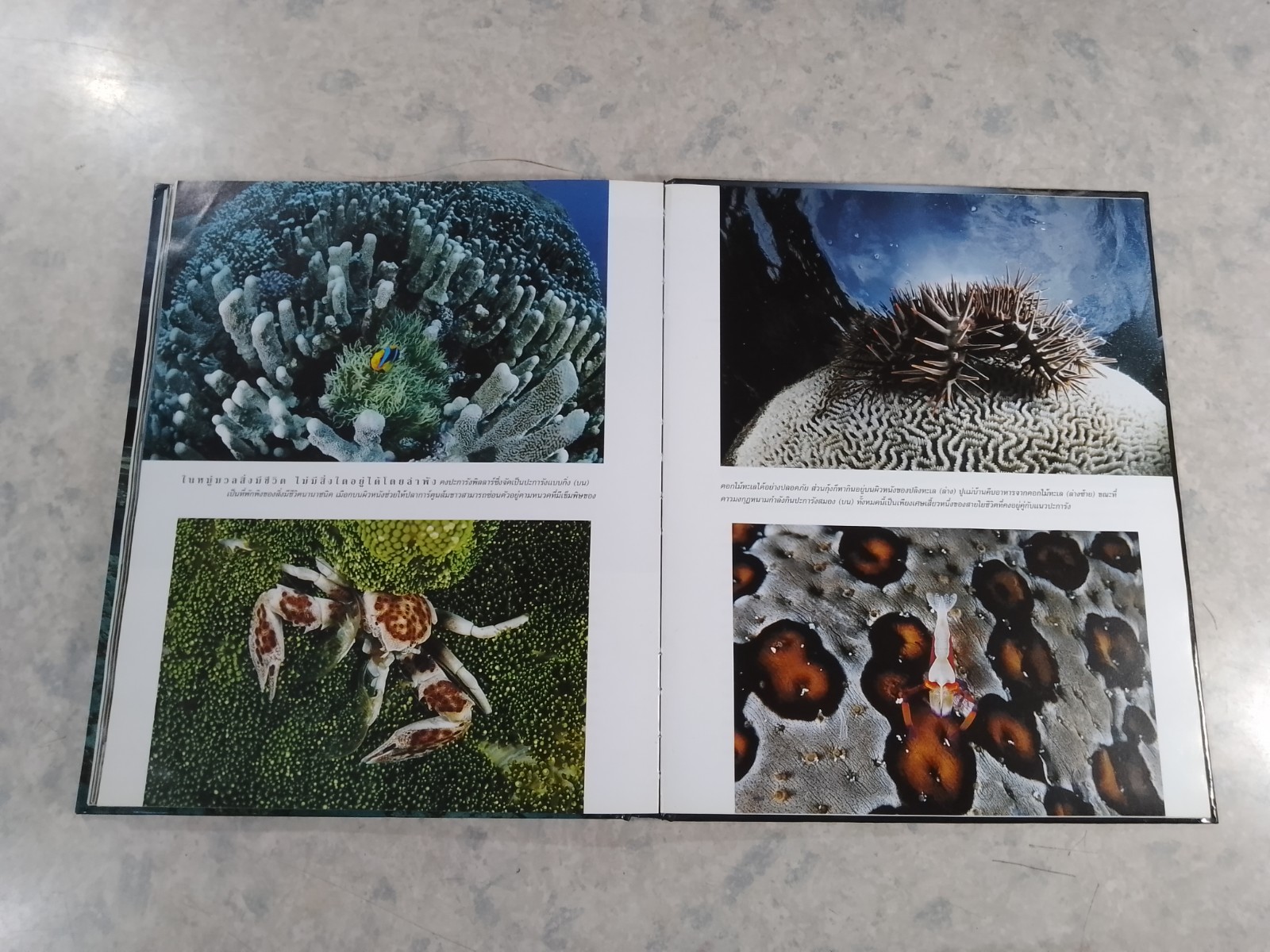 NATIONAL GEOGRAPHIC : ท่องพิภพมหัศจรรย์