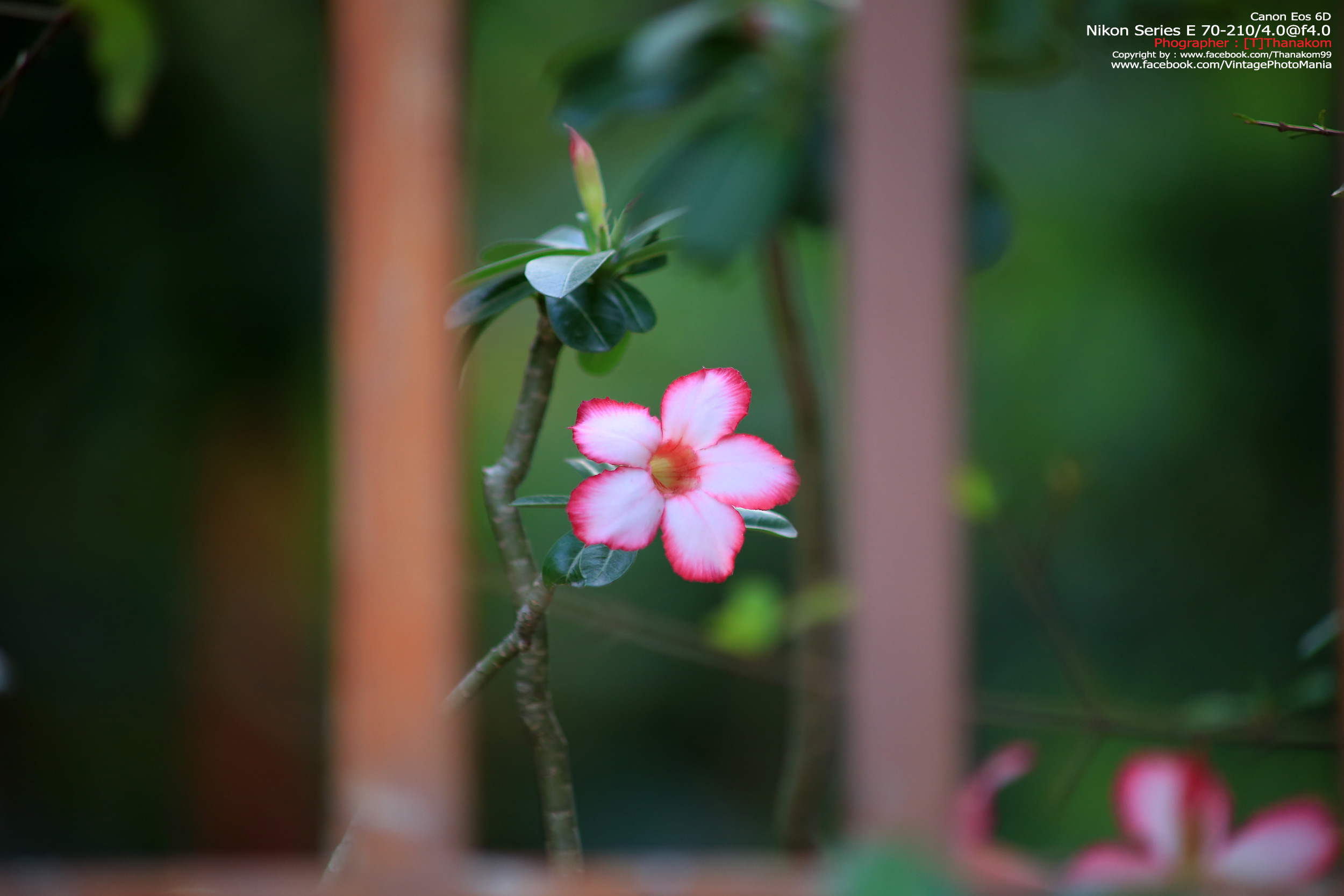 Nikon Series-E 70-210/4.0 *Nikon Ai-S Mount เลนส์มือหมุนคมๆละลายฉากหลังสวย