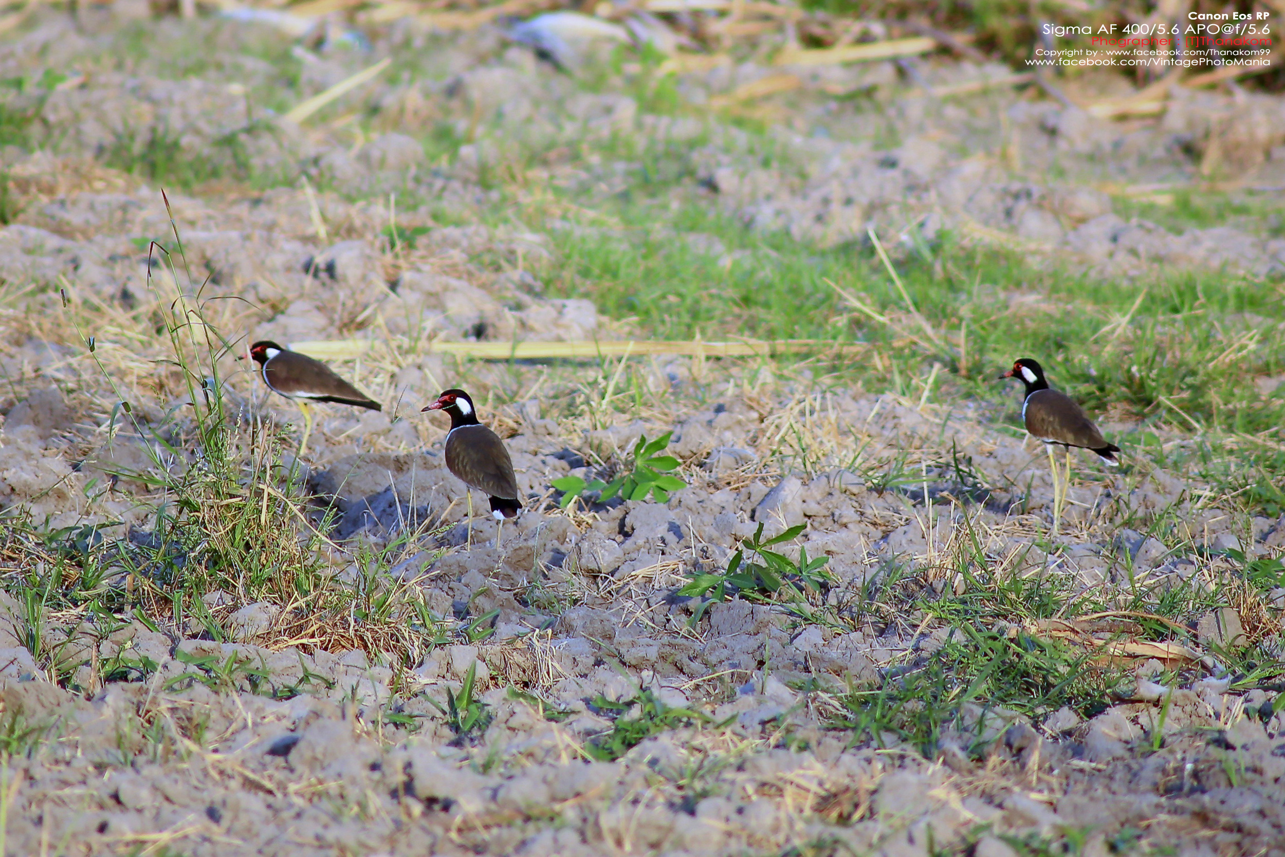 Sigma AF 400/5.6 *Nikon AF-D Mount เลนส์ซูมซูเปอร์เทเลสายถ่ายนกเอฟกว้าง