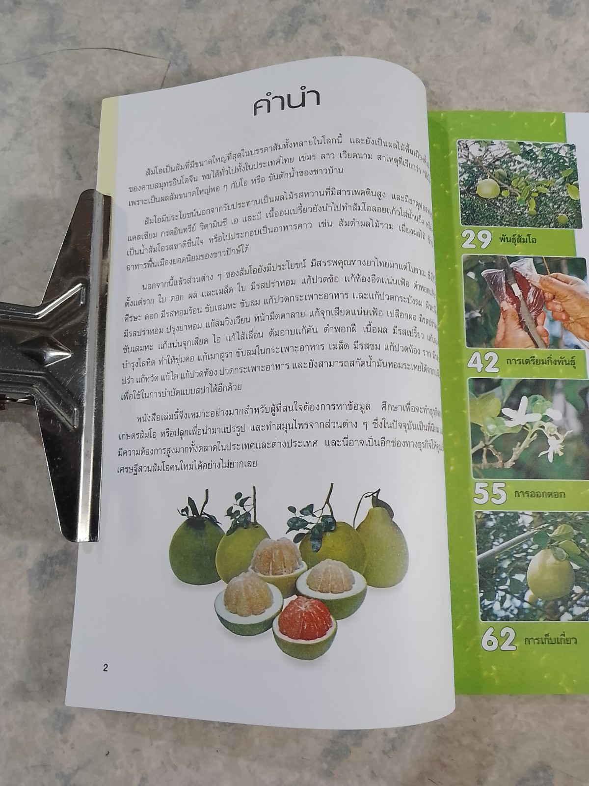 การเพาะปลูก และขยายพันธุ์ ส้มโอ / นฤมล มานิพพาน