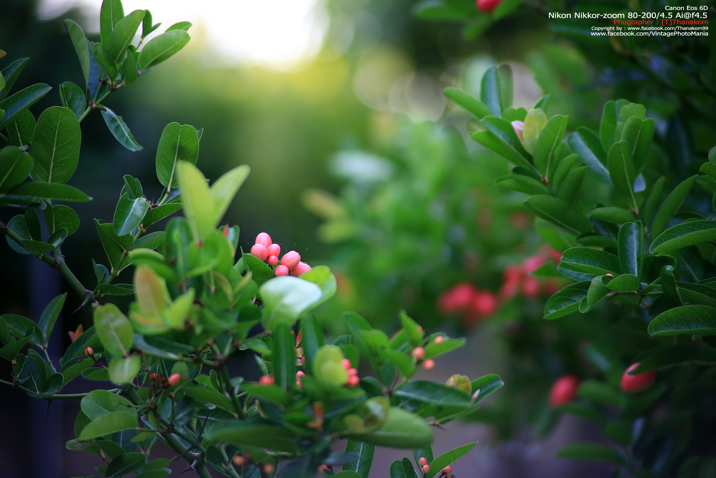 Nikon Zoom-Nikkor.C 80-200/4.5 *Nikon Ai-S Mount