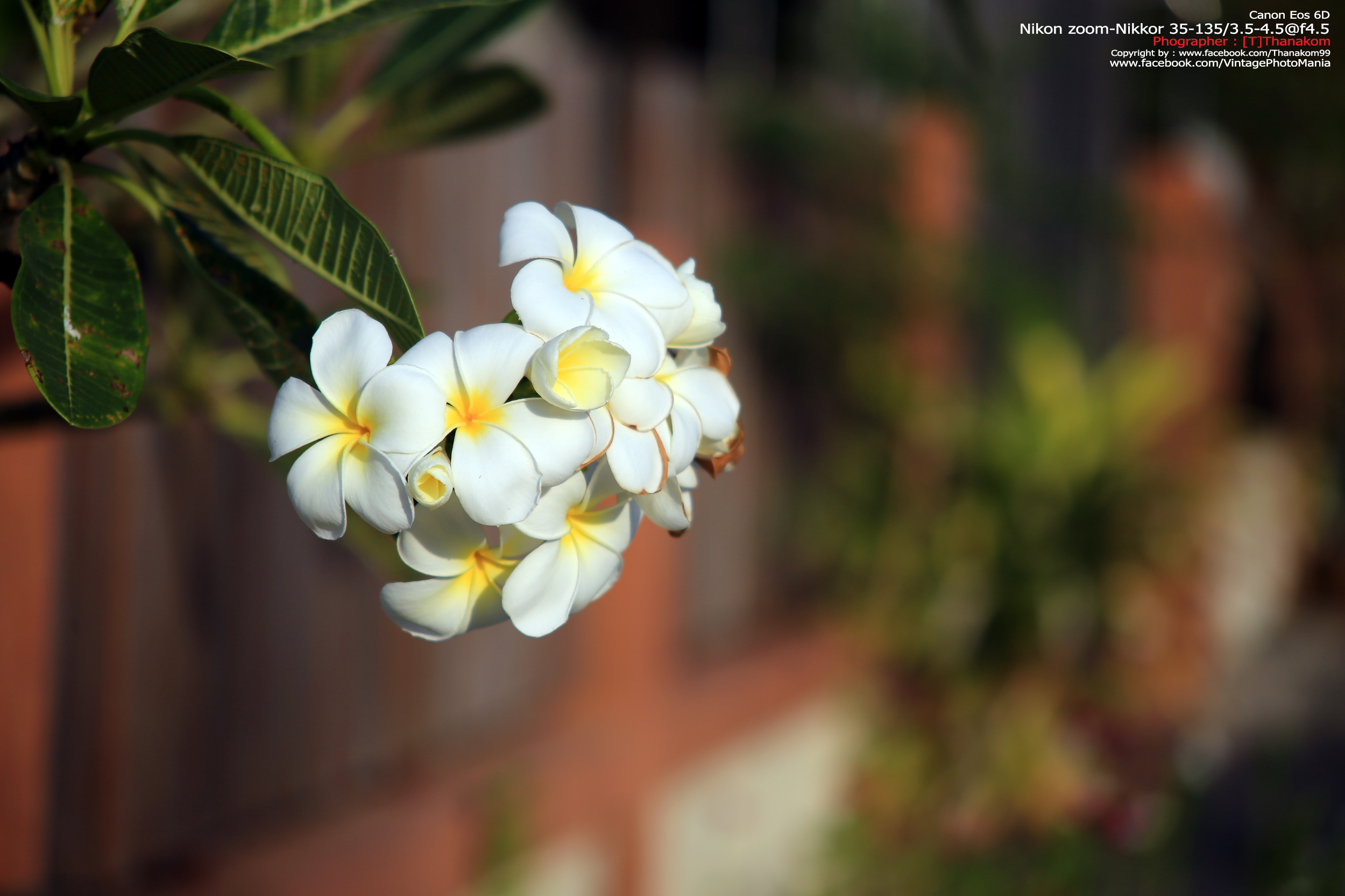 Nikon Zoom-Nikkor 35-135/3.5-4.5 *Nikon Ai-S Mount เลนส์ซูมอเนกประสงค์