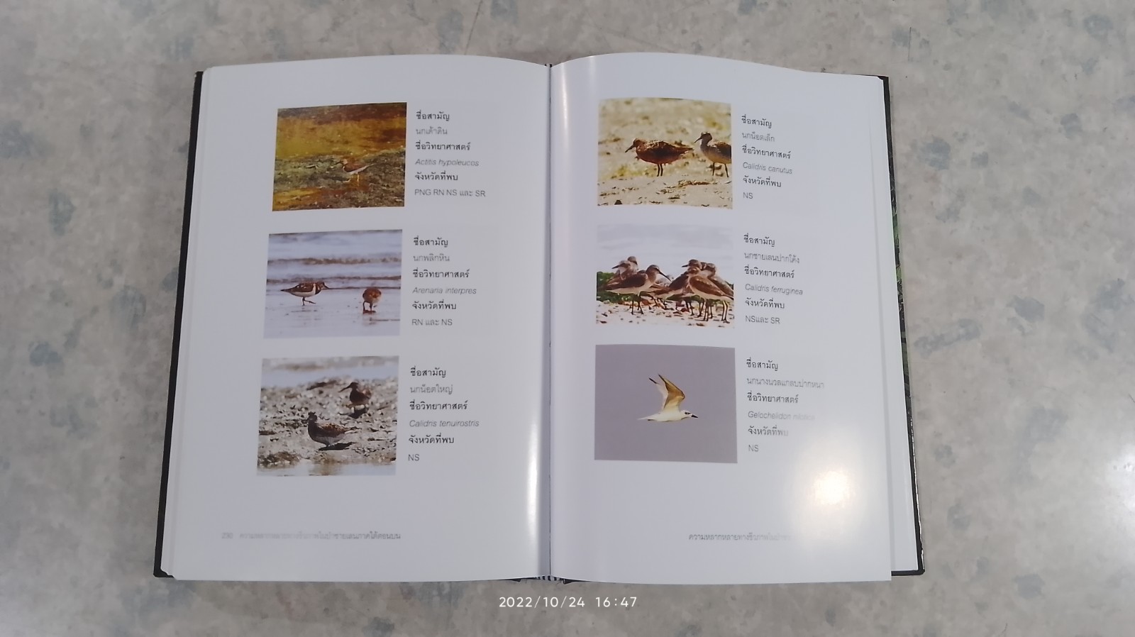 ความหลากหลายทางชีวภาพในป่าชายเลน ภาคใต้ตอนบน