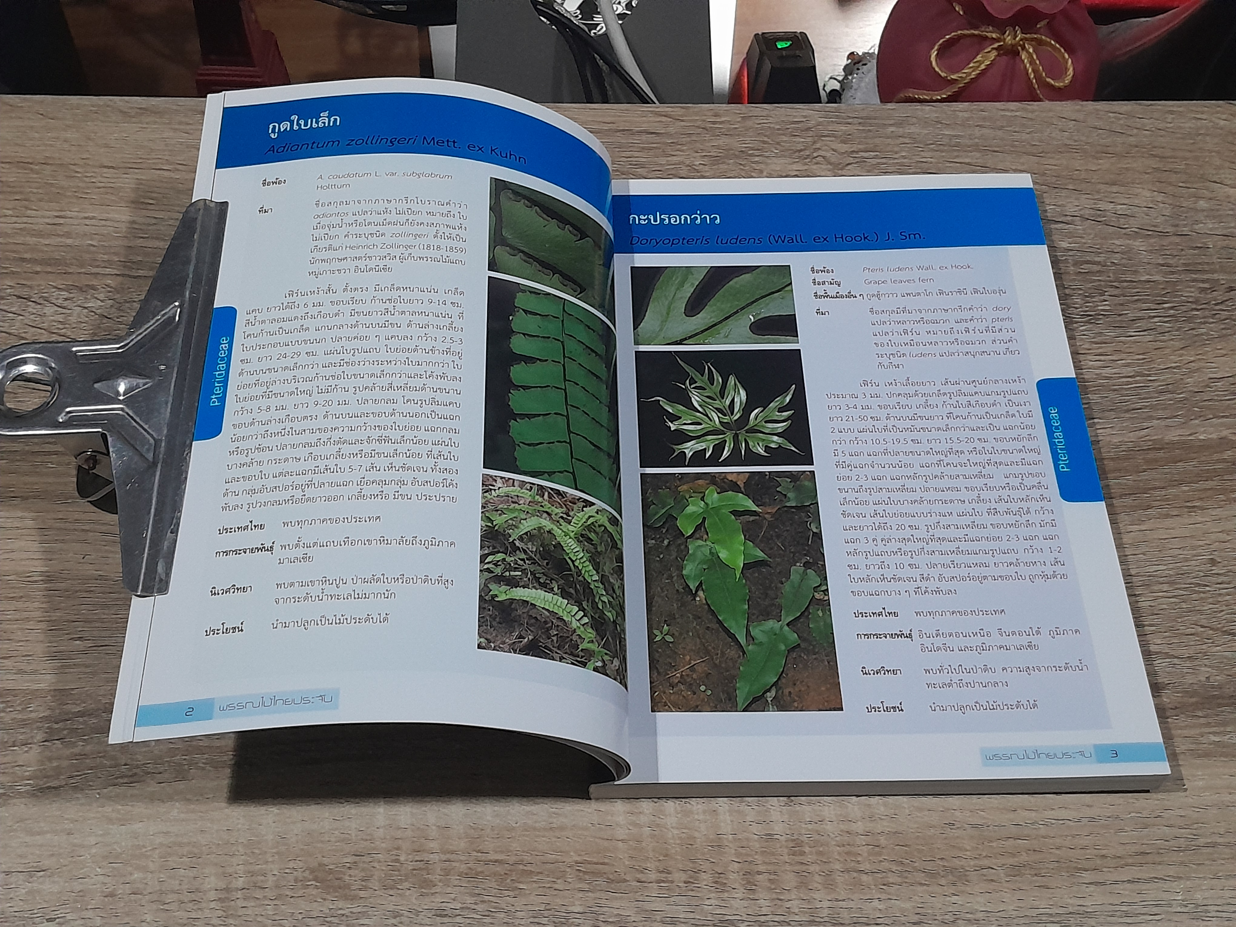 พรรณไม้ ไทยประจัน