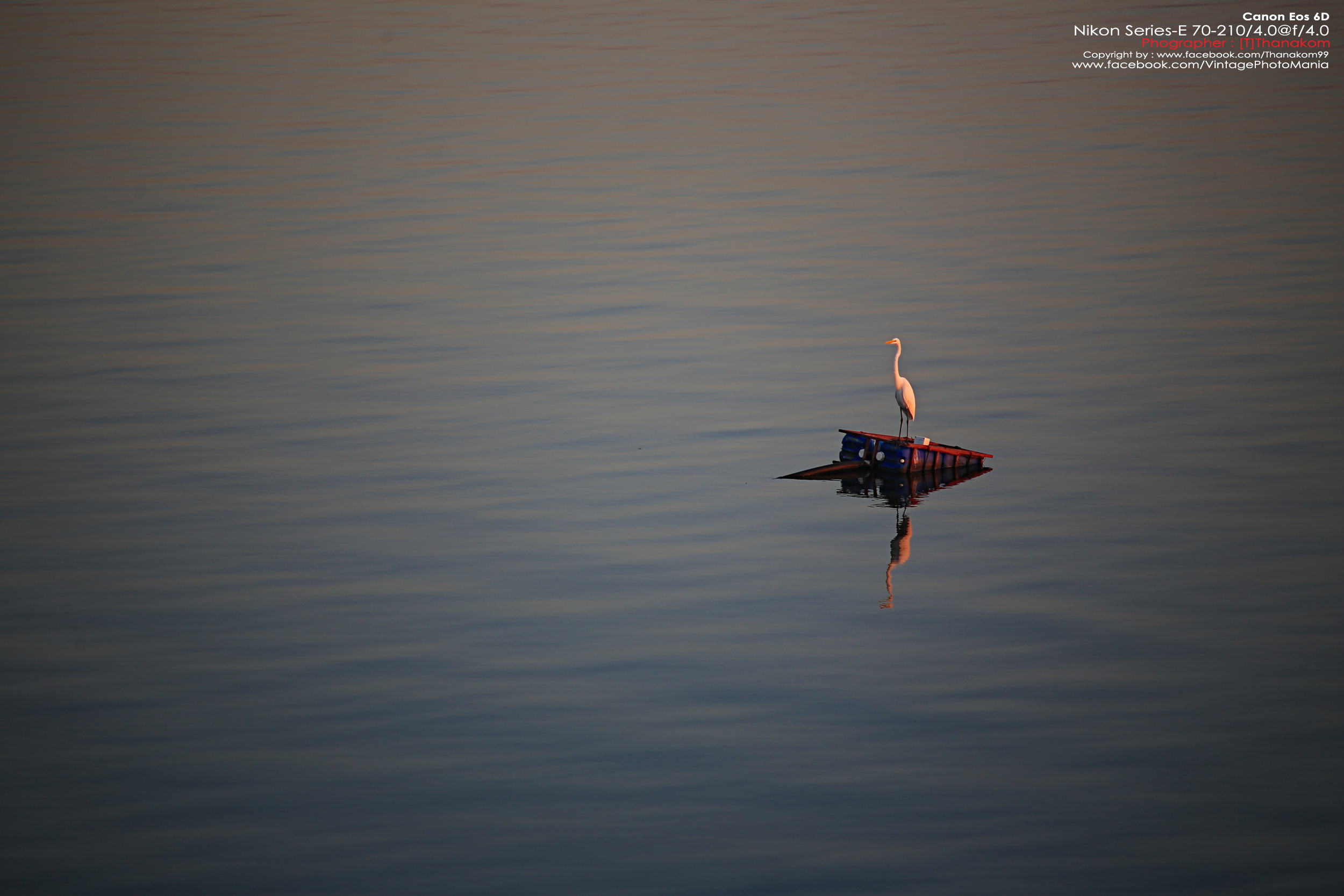 Nikon Series-E 70-210/4.0 *Nikon Ai-S Mount เลนส์มือหมุนคมๆละลายฉากหลังสวย