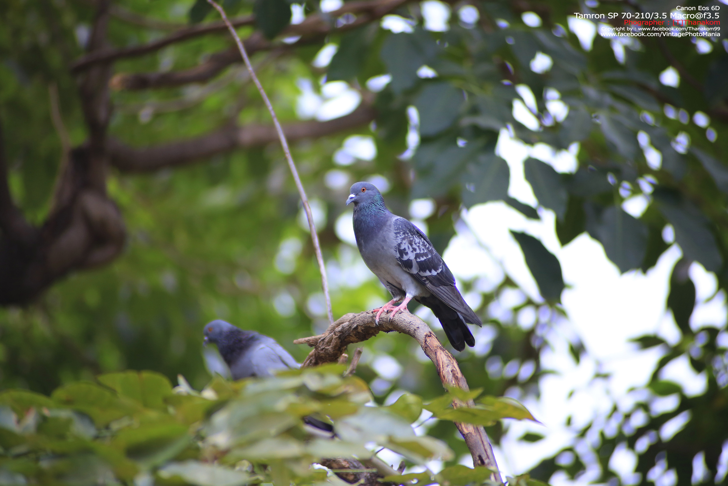 Tamron SP 70-210/3.5 CF Macro *Nikon Ai-S Mount เลนส์ไวแสงคมๆโบเก้สวย